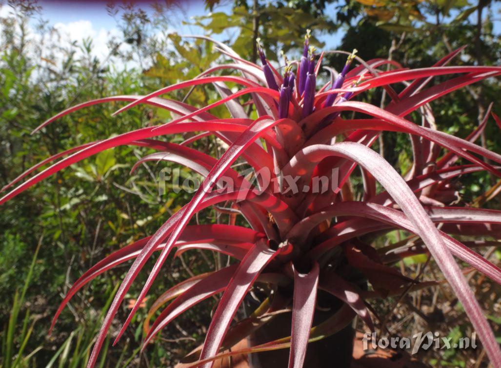 Tillandsia capitata