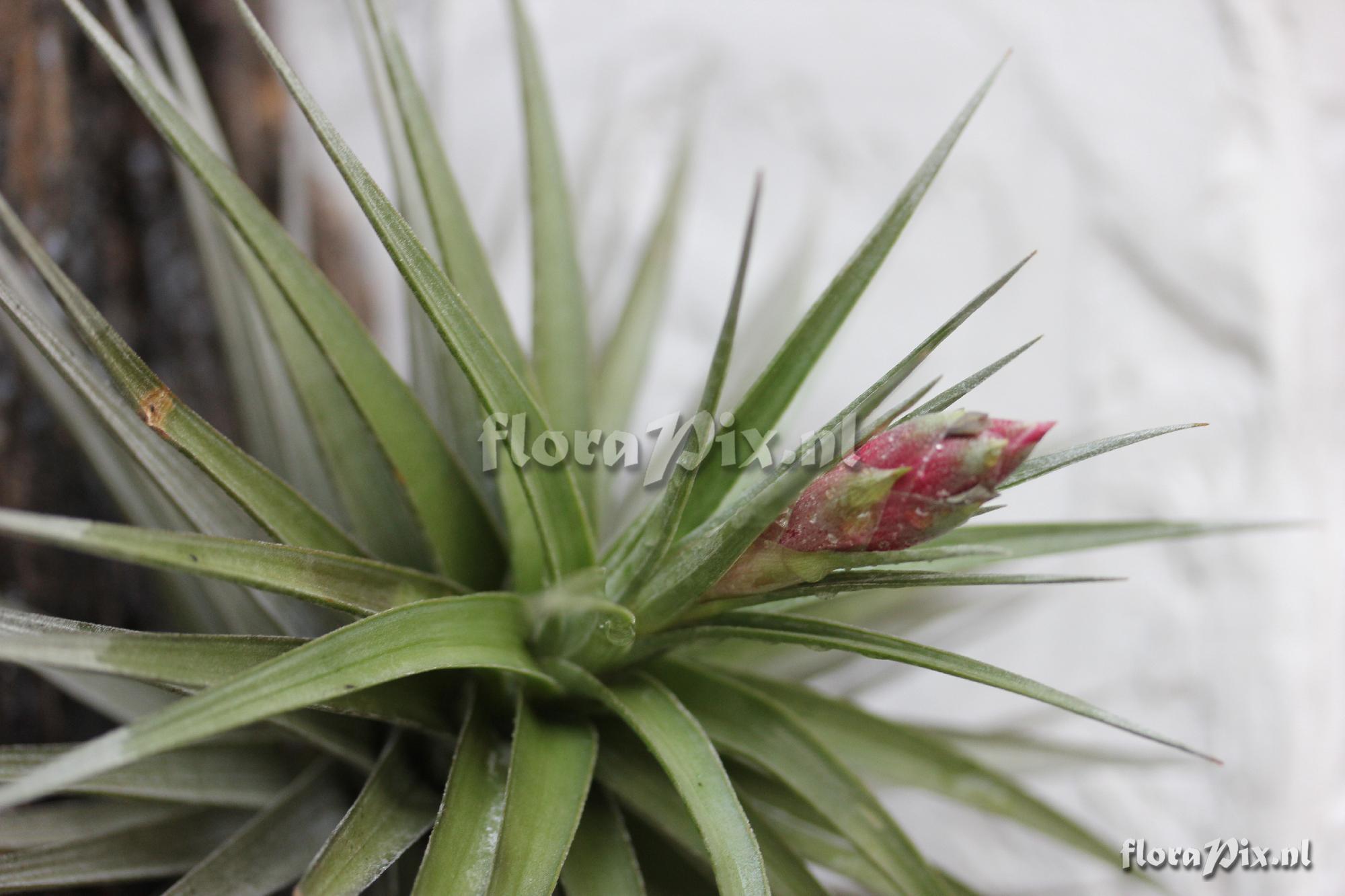 Tillandsia aeranthos Griseus