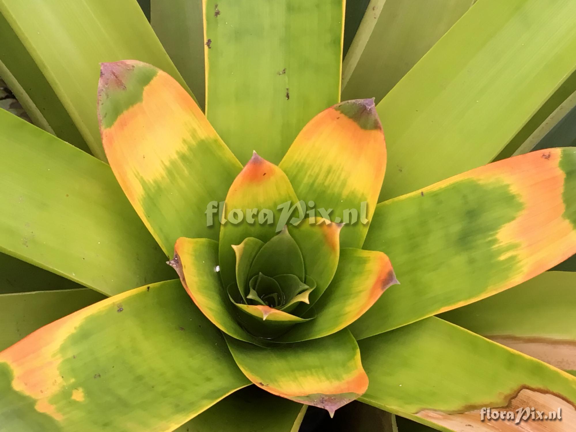 Guzmania squarrosa