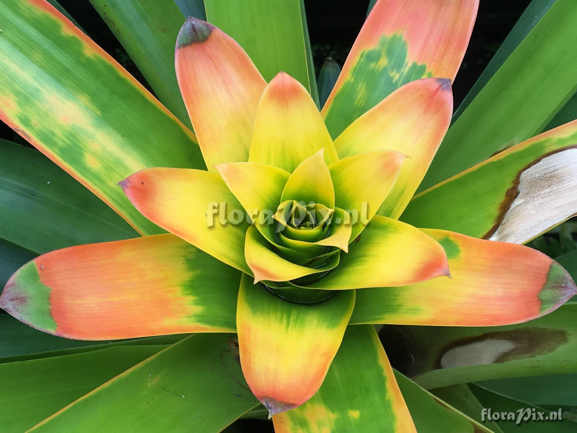 Guzmania squarrosa