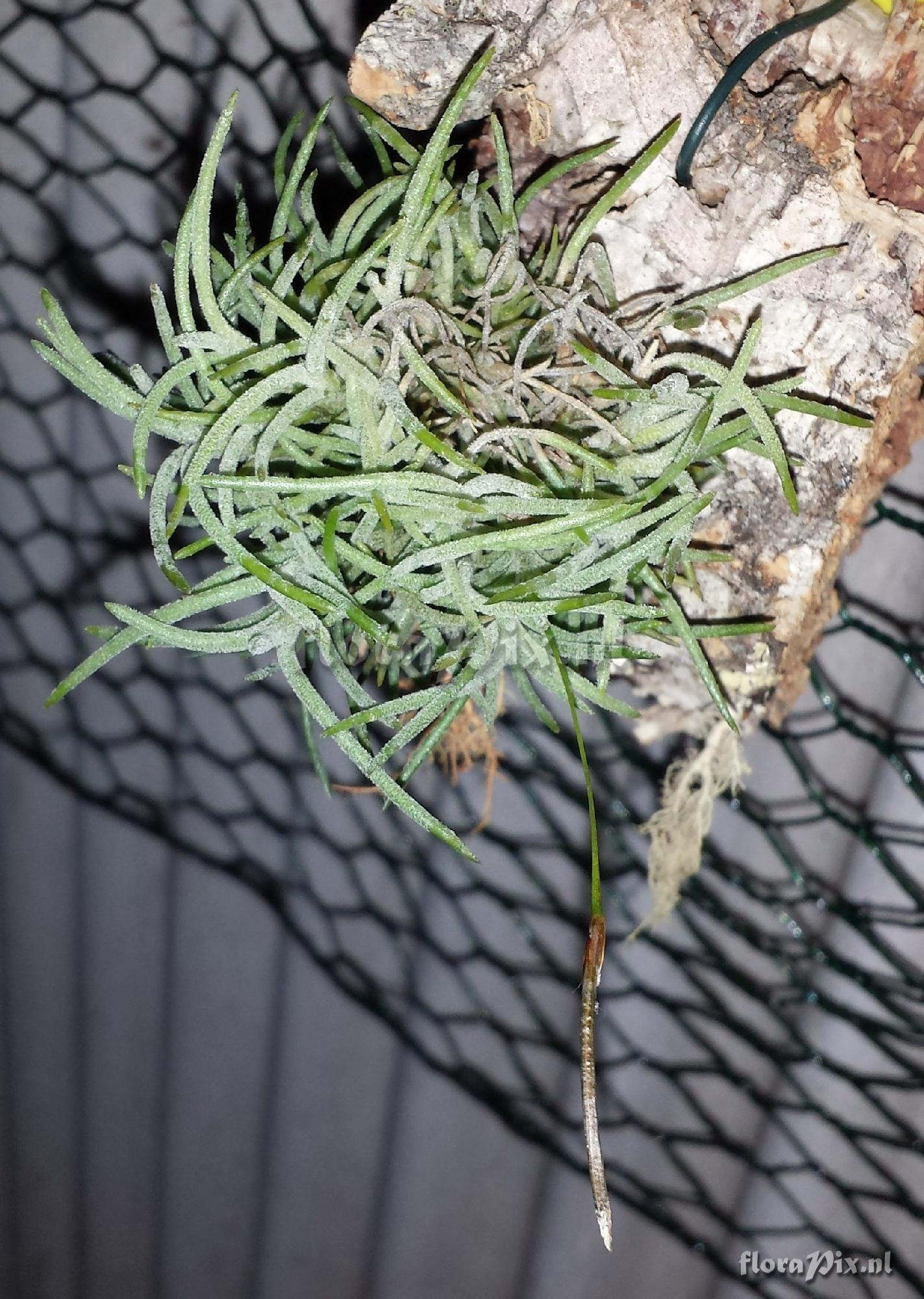 Tillandsia capillaris "var. holgerii"