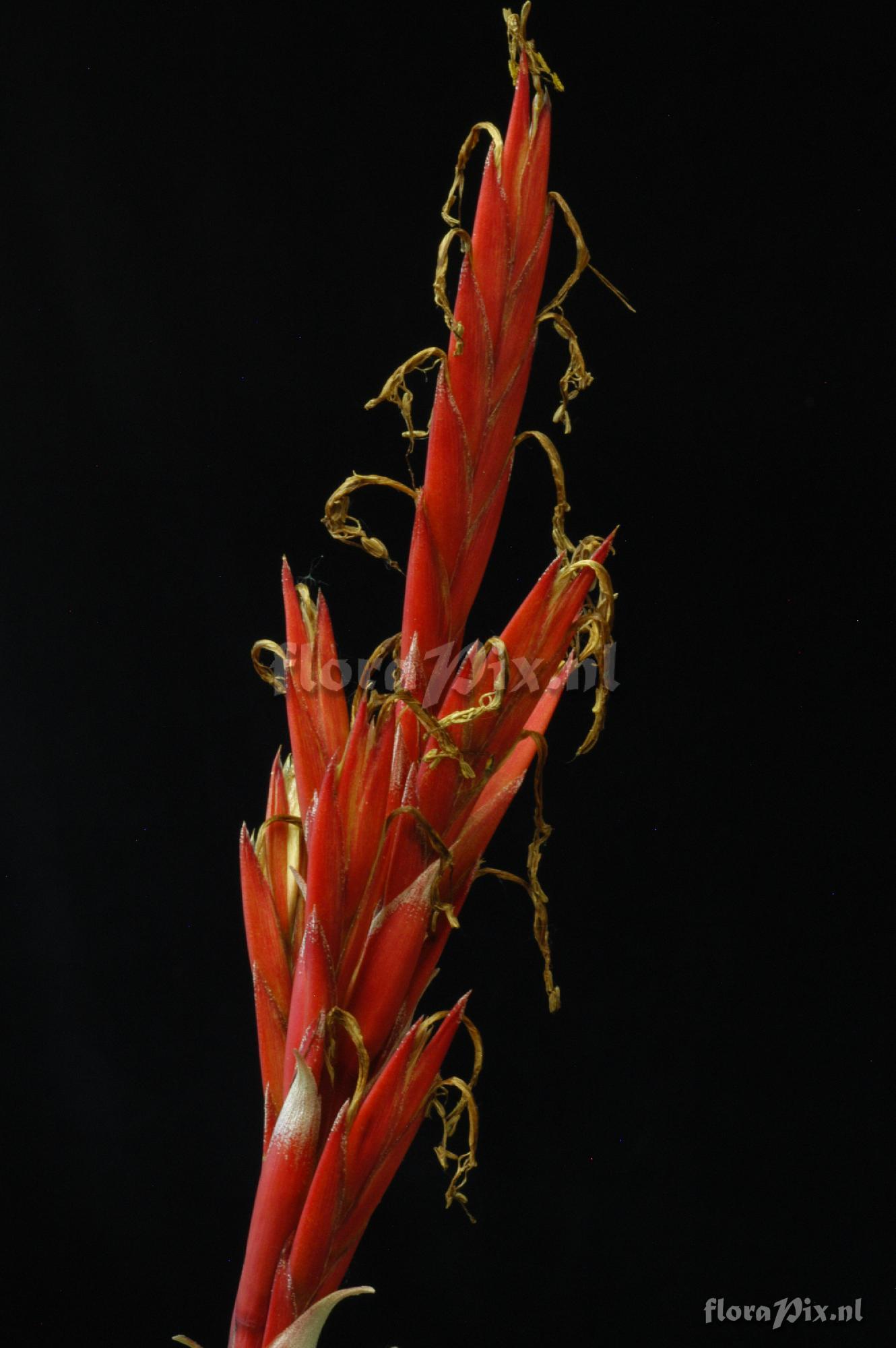 Tillandsia schusteri 