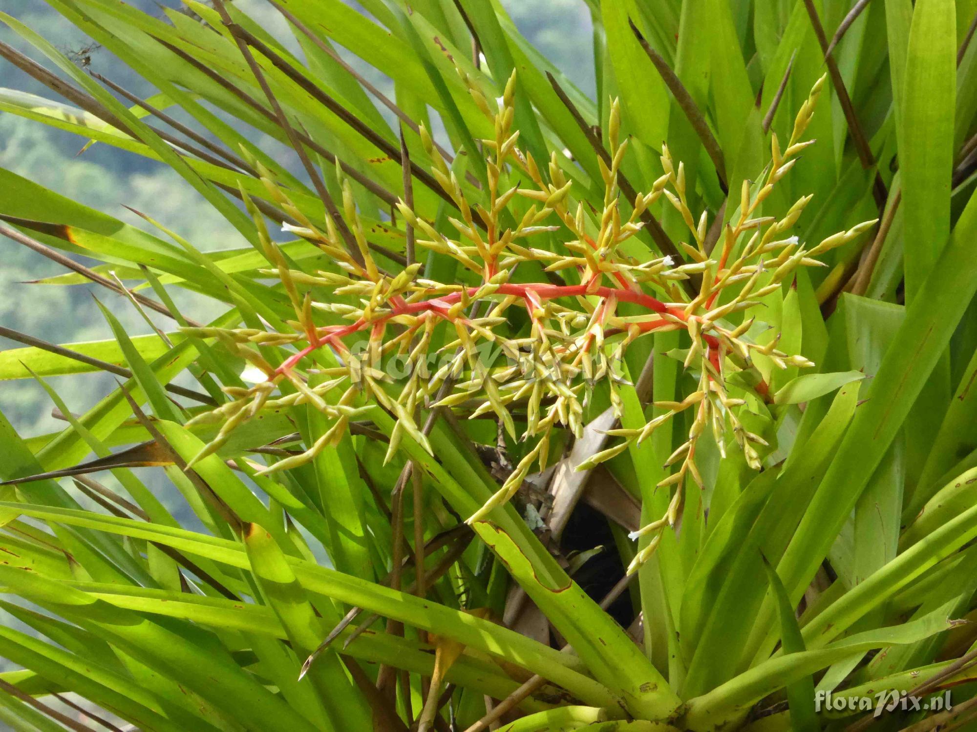 Guzmania condensata