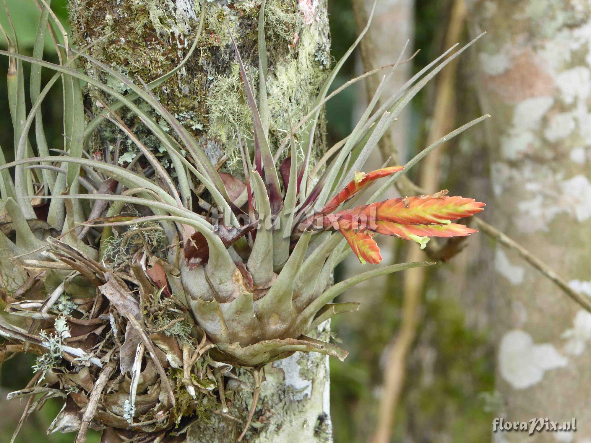 Tillandsia chontalensis