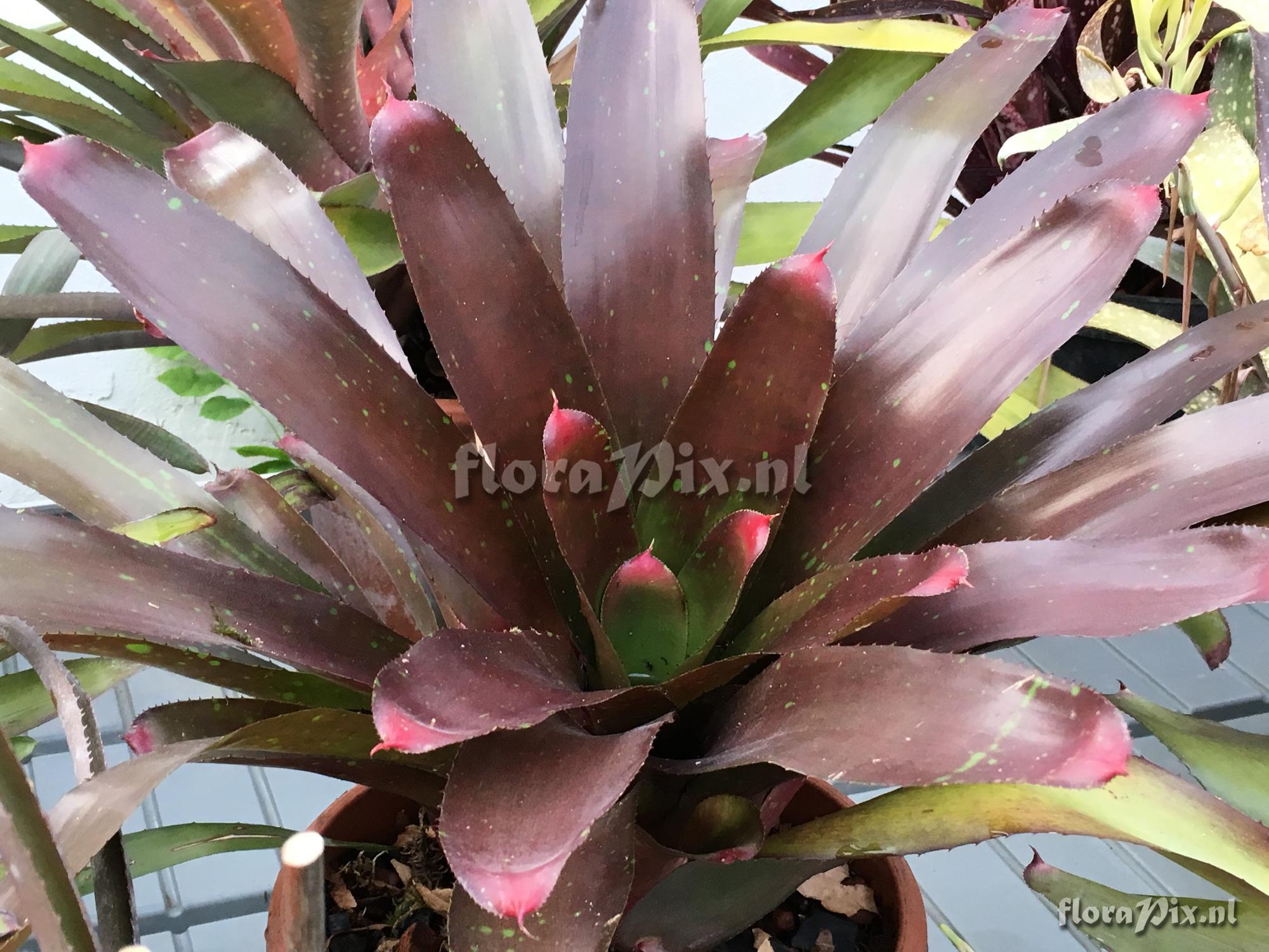 Neoregelia hybrid