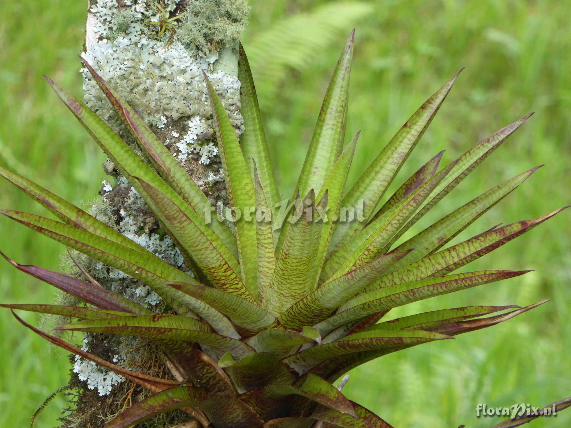 Werauhia sp. ?