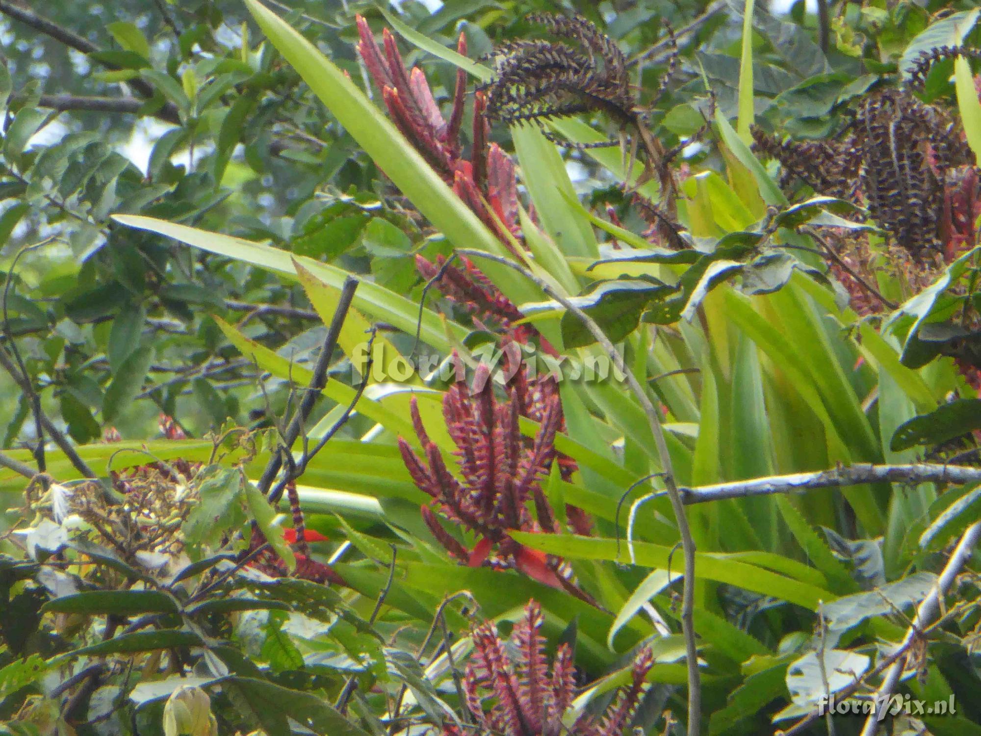 Aechmea tillandsioides