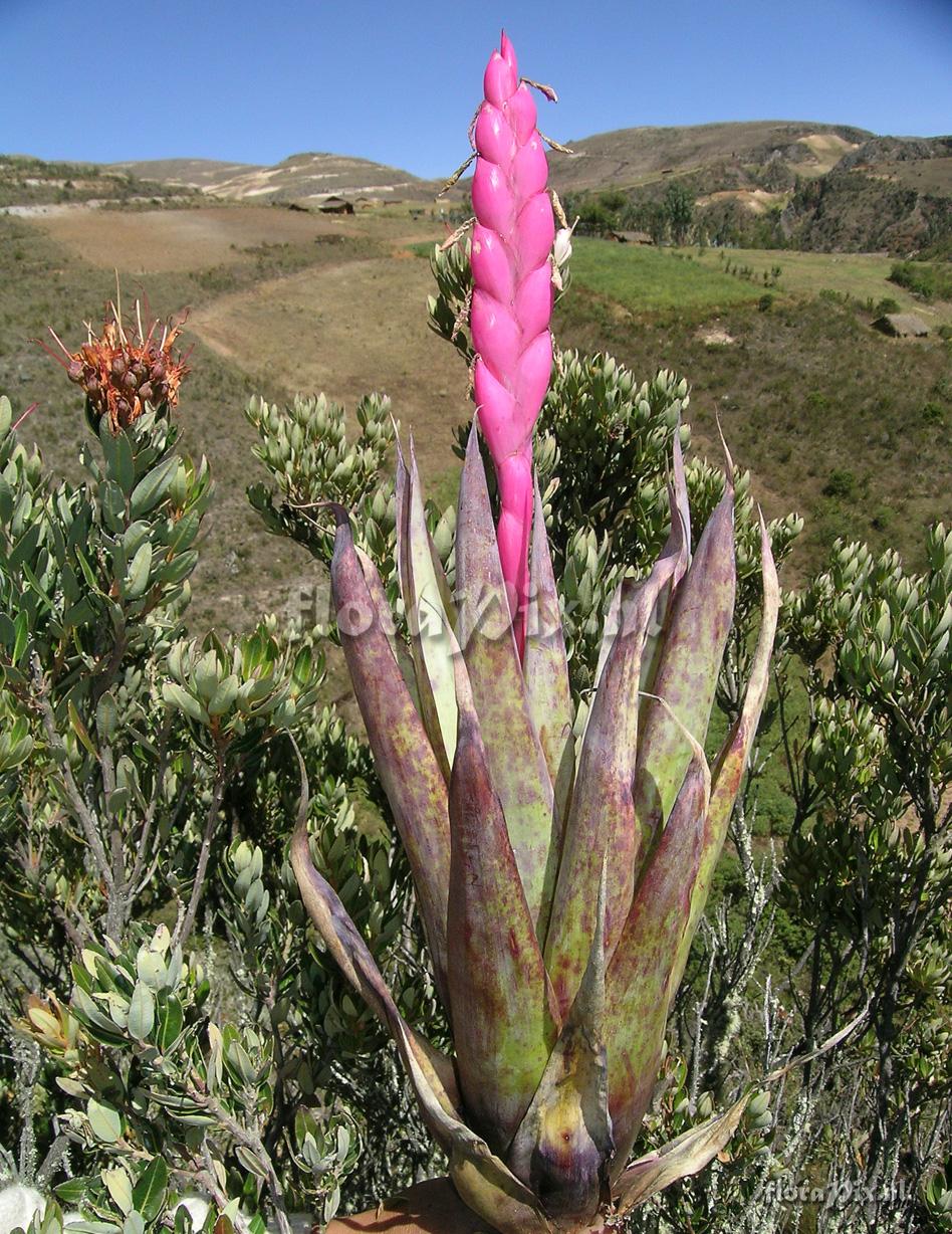 Tillandsia walteri