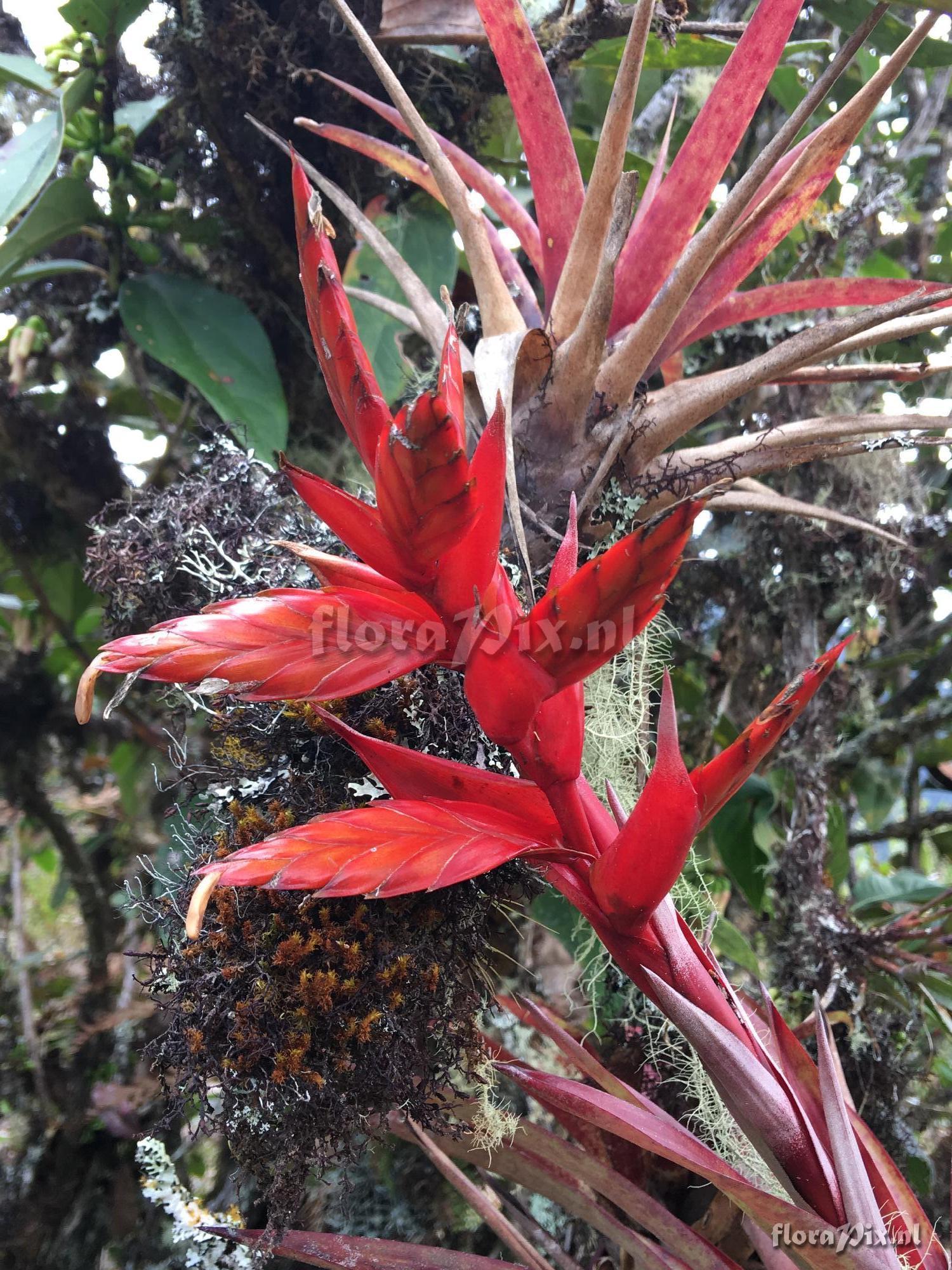 Tillandsia aff. confinis