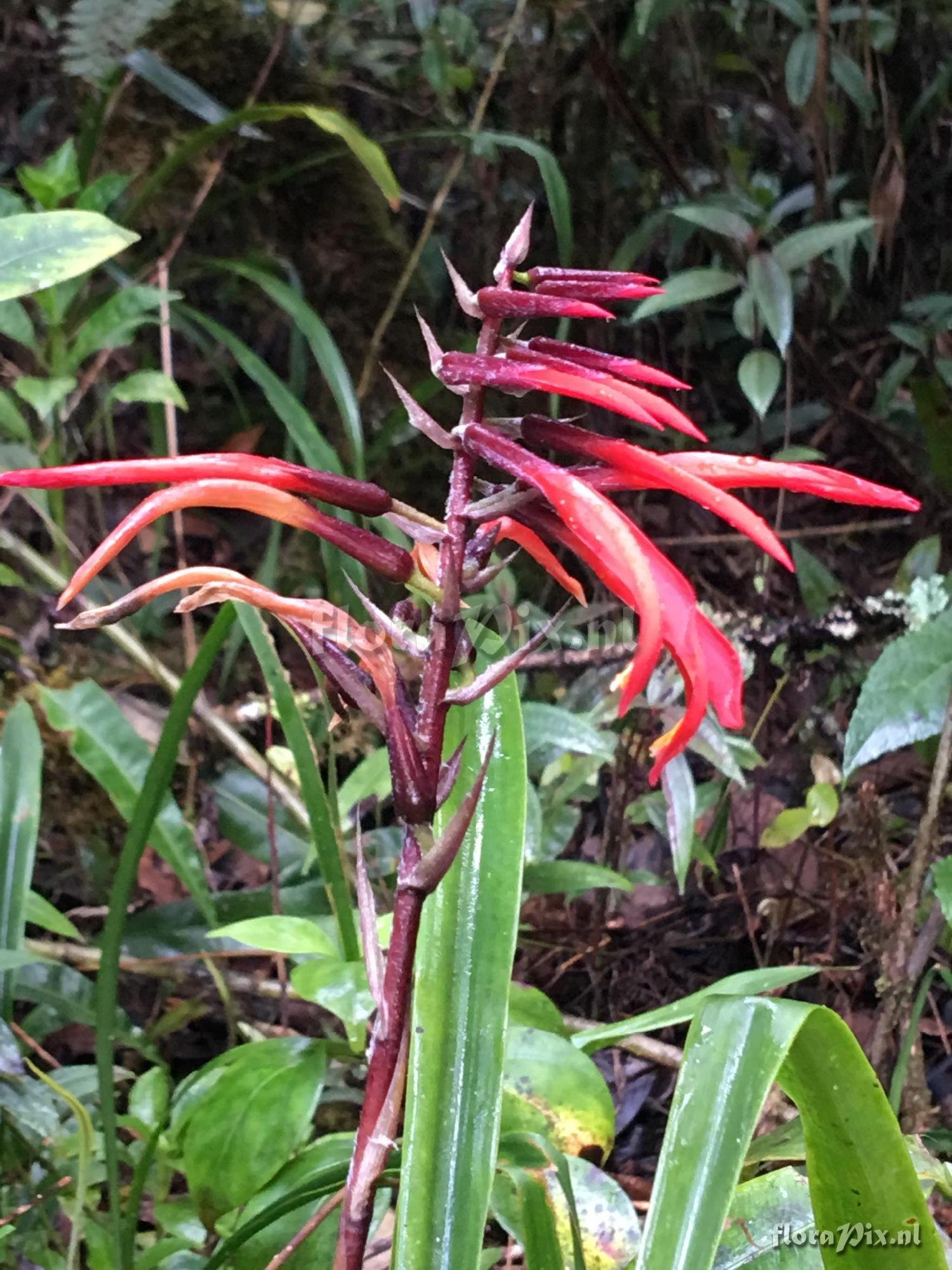 Pitcairnia 