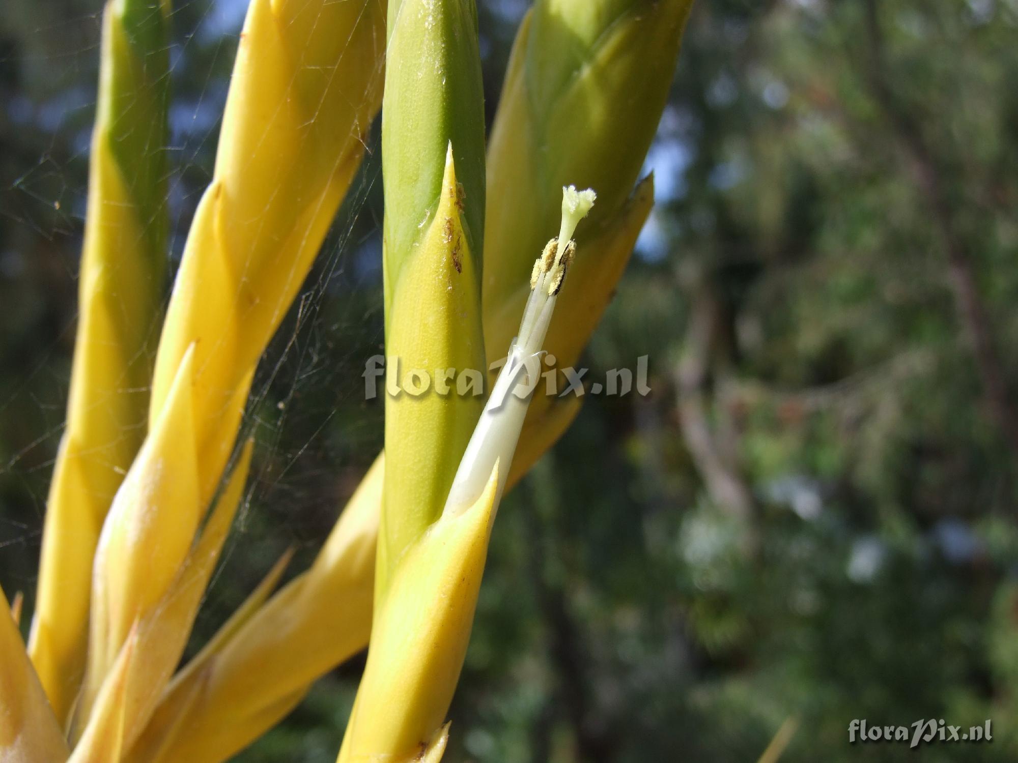 Tillandsia sp