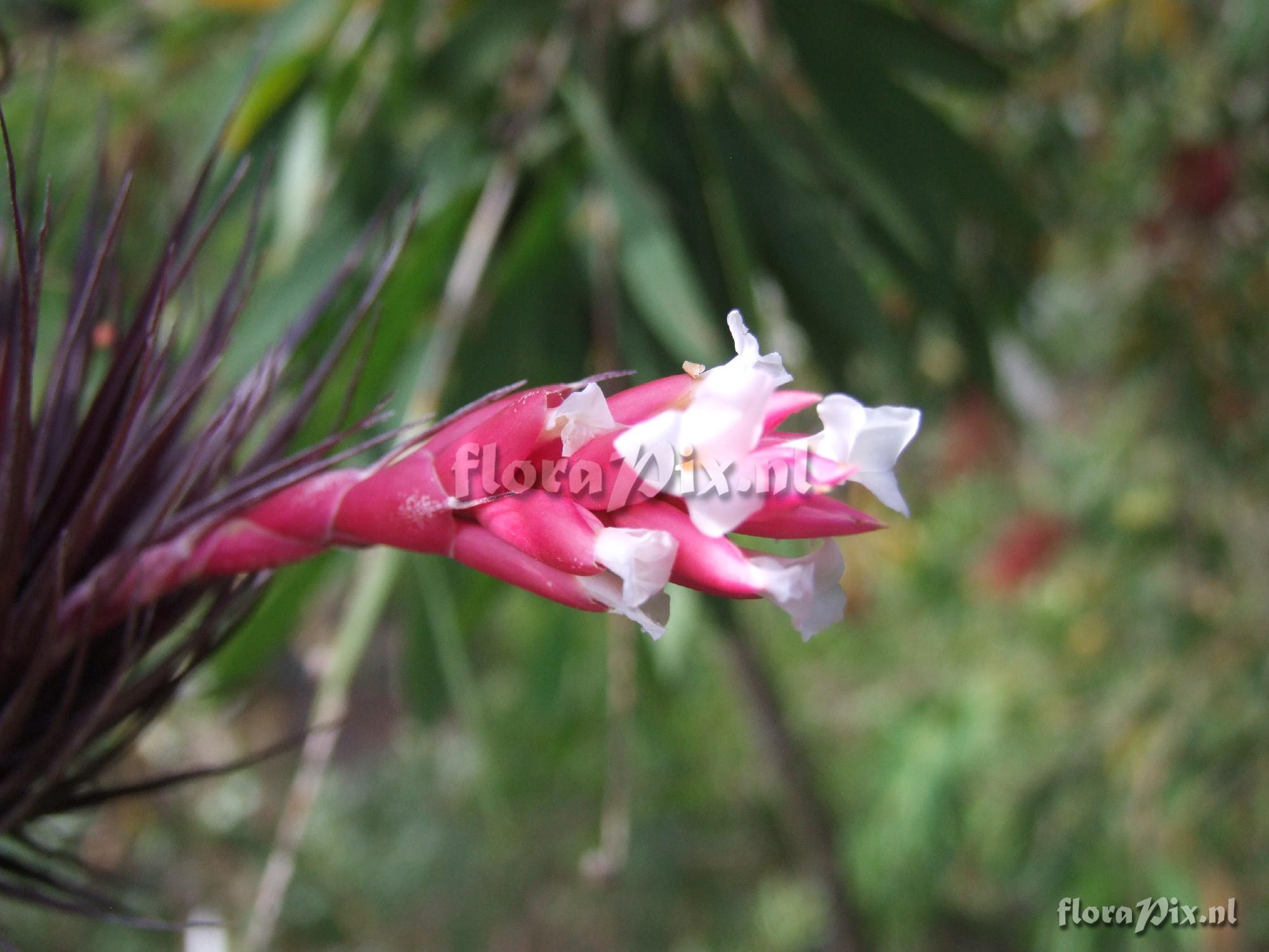 Tillandsia tenuifolia rubra?