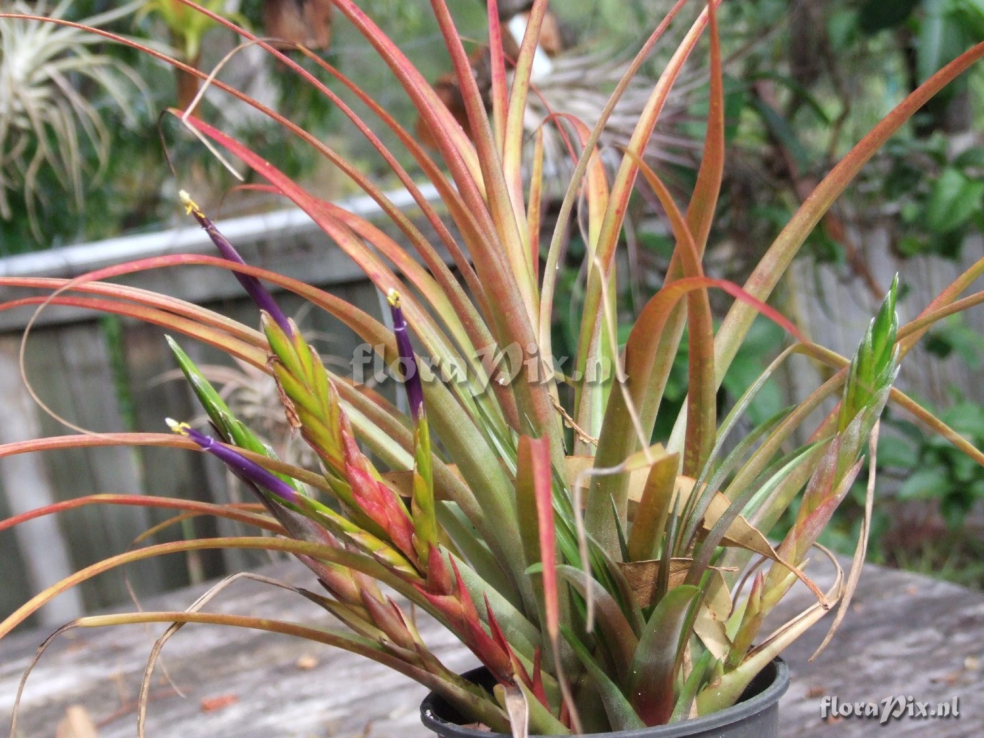 Tillandsia hybrid?