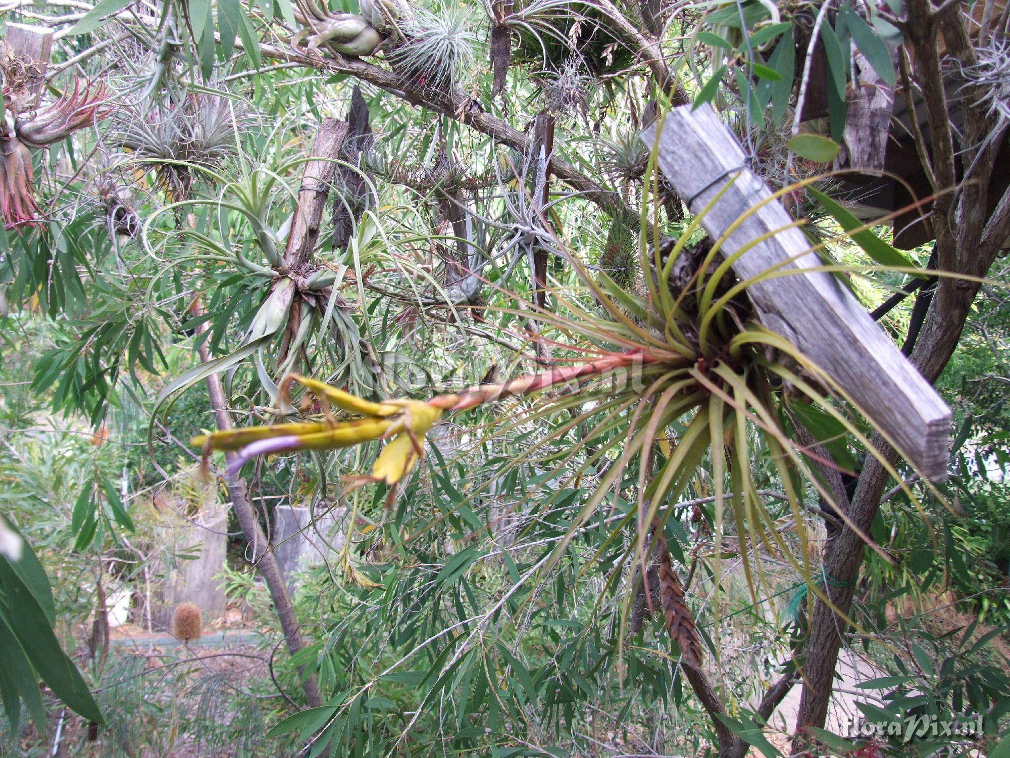 Tillandsia tricolour ?