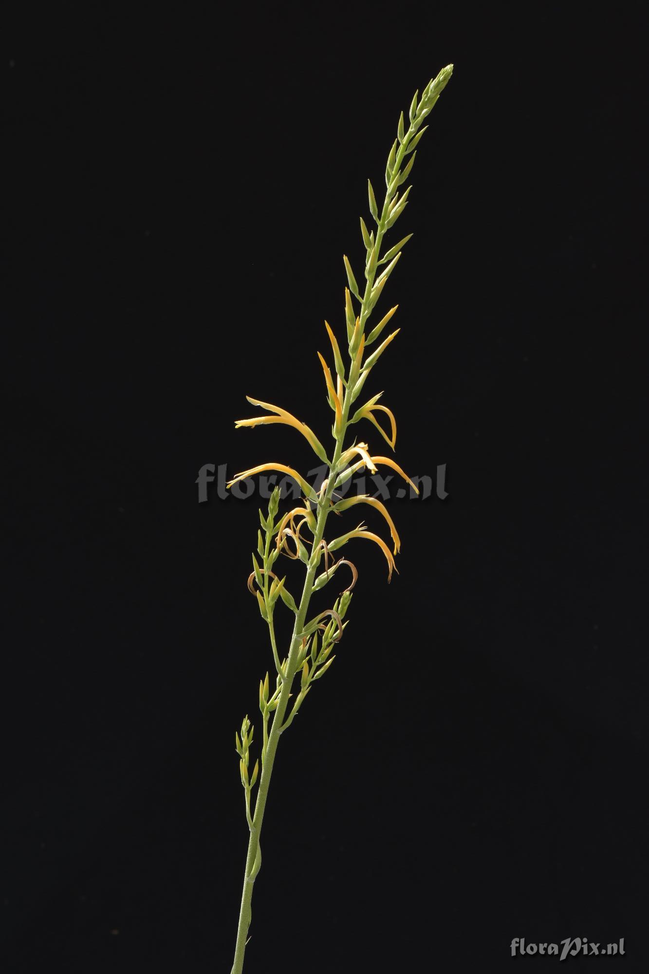 Pitcairnia sp