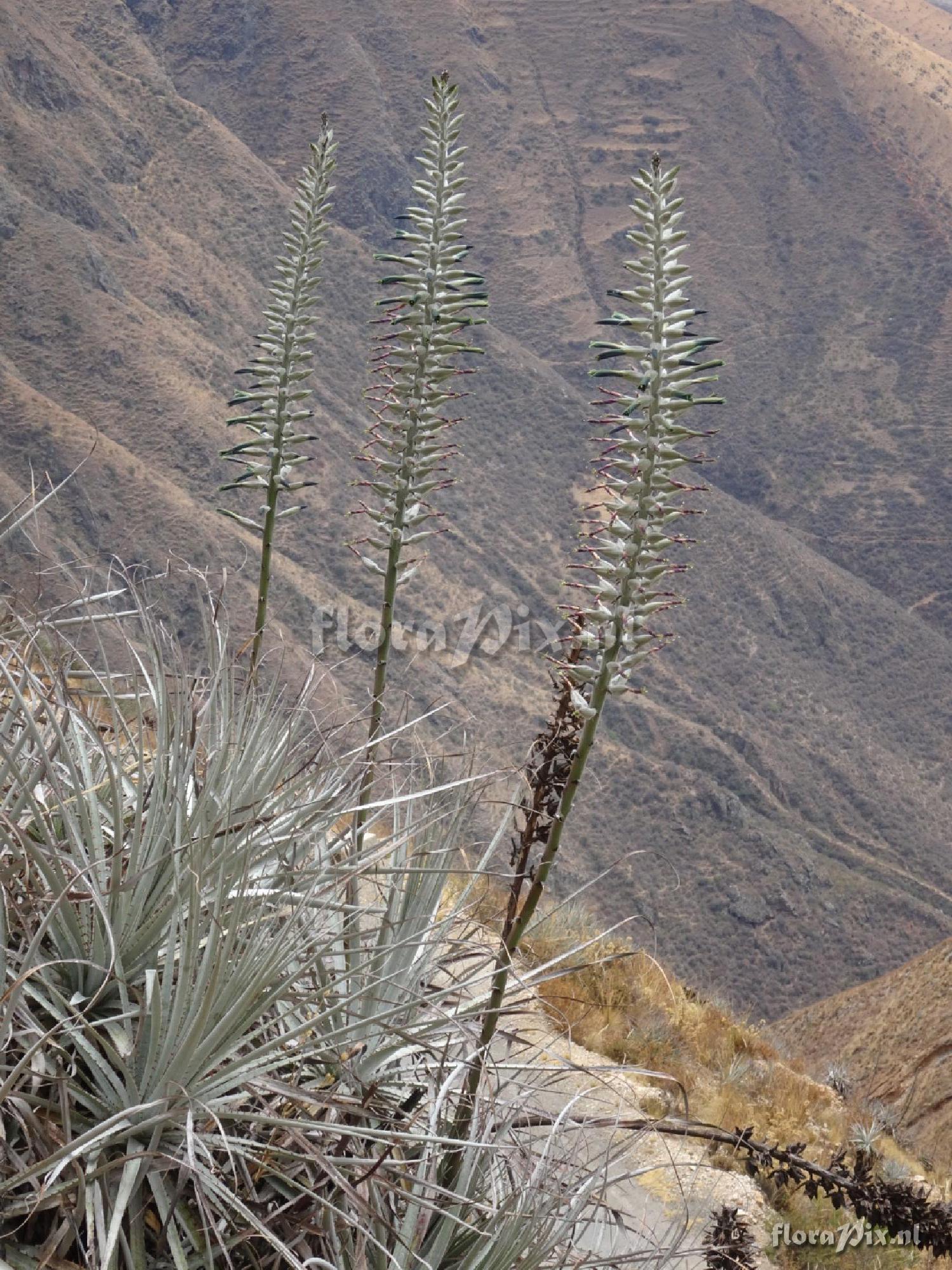 Puya 