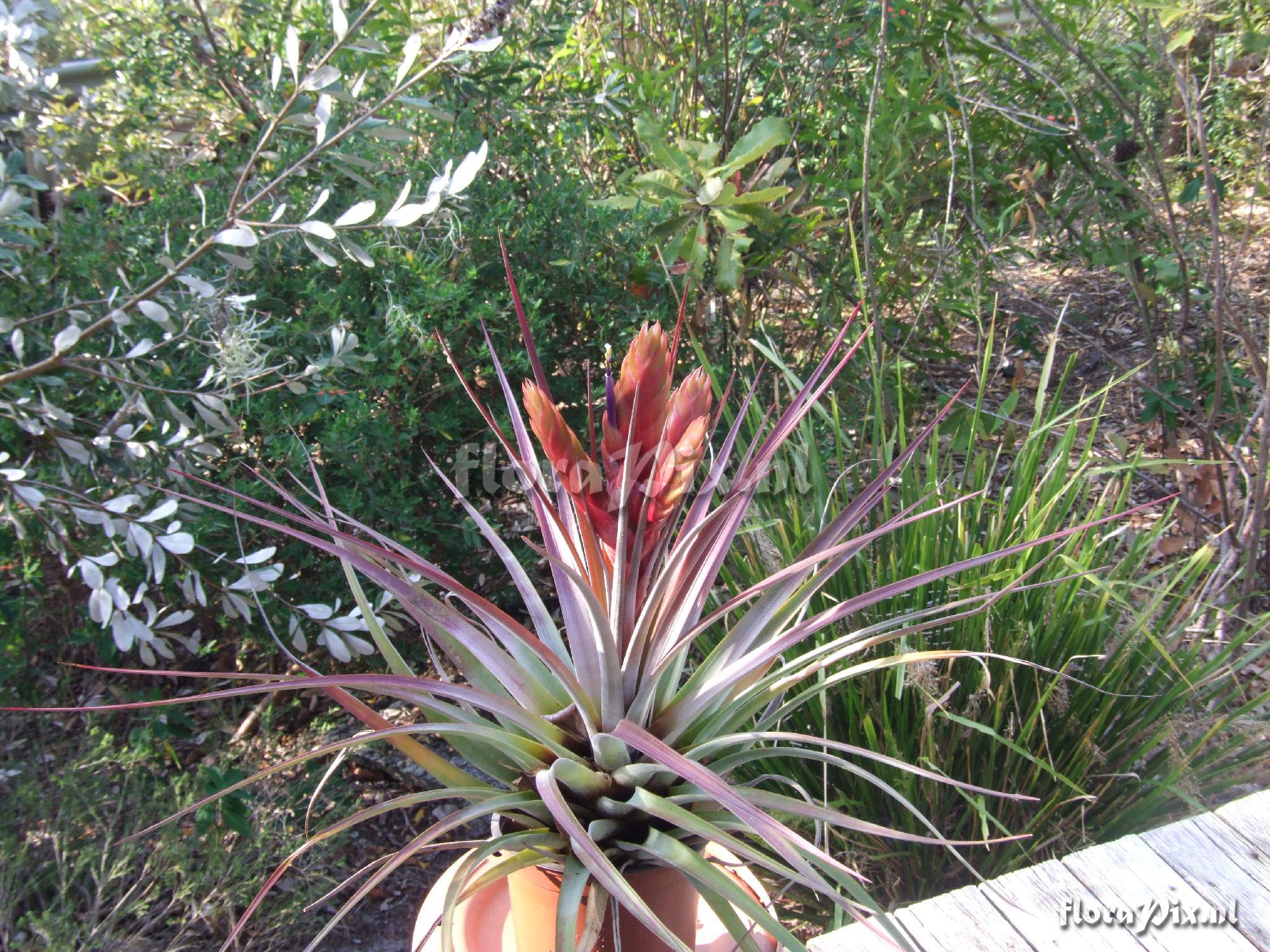 Tillandsia jaliscomonticola