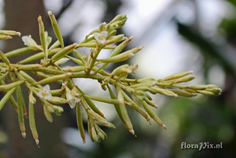 Brocchinia tatei