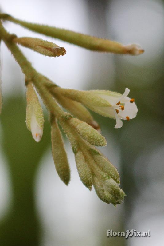 Brocchinia tatei