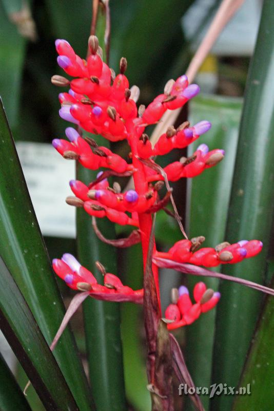 Aechmea fulgens