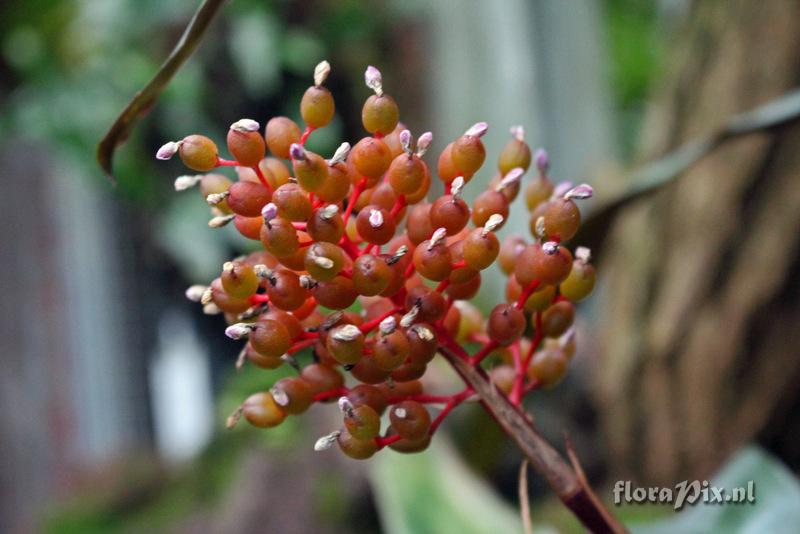 Aechmea miniata var. discolor