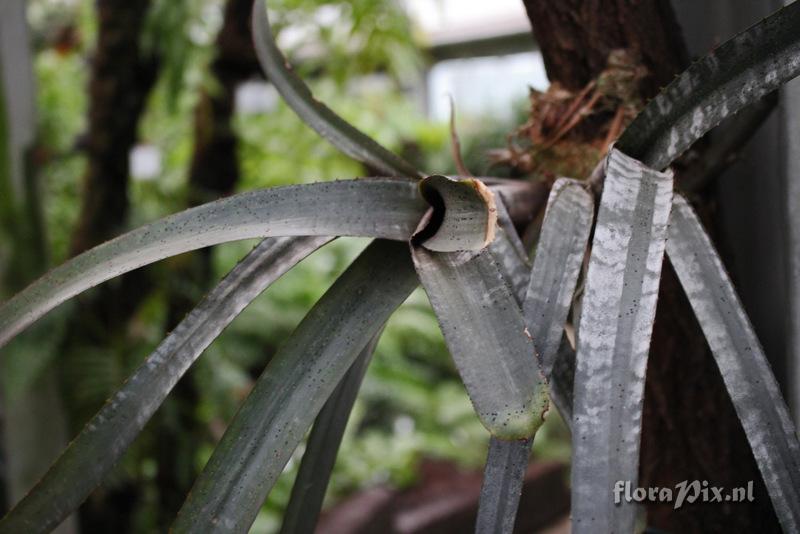 Aechmea nudicaulis var. cuspidata