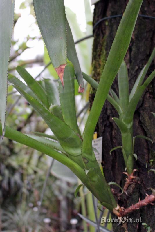 Aechmea nudicaulis var. nudicaulis