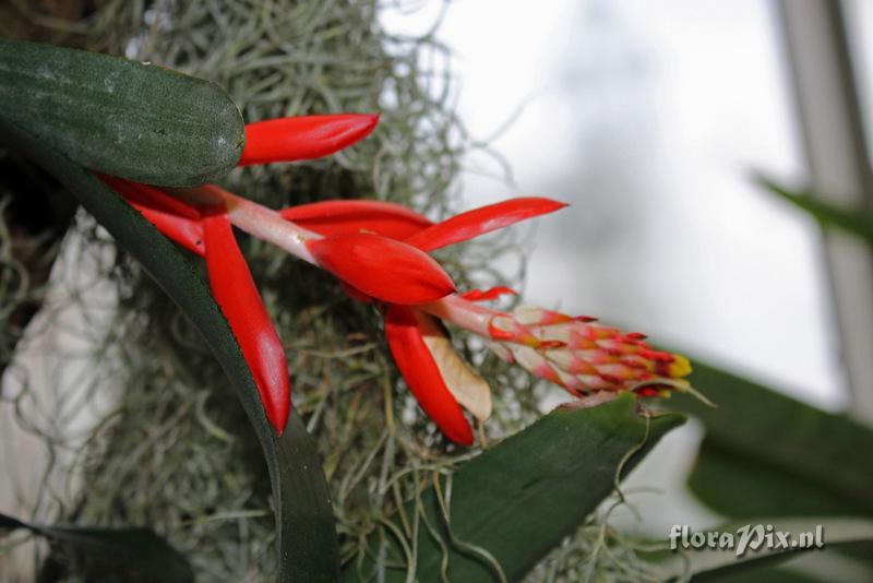 Aechmea nudicaulis var. nudicaulis