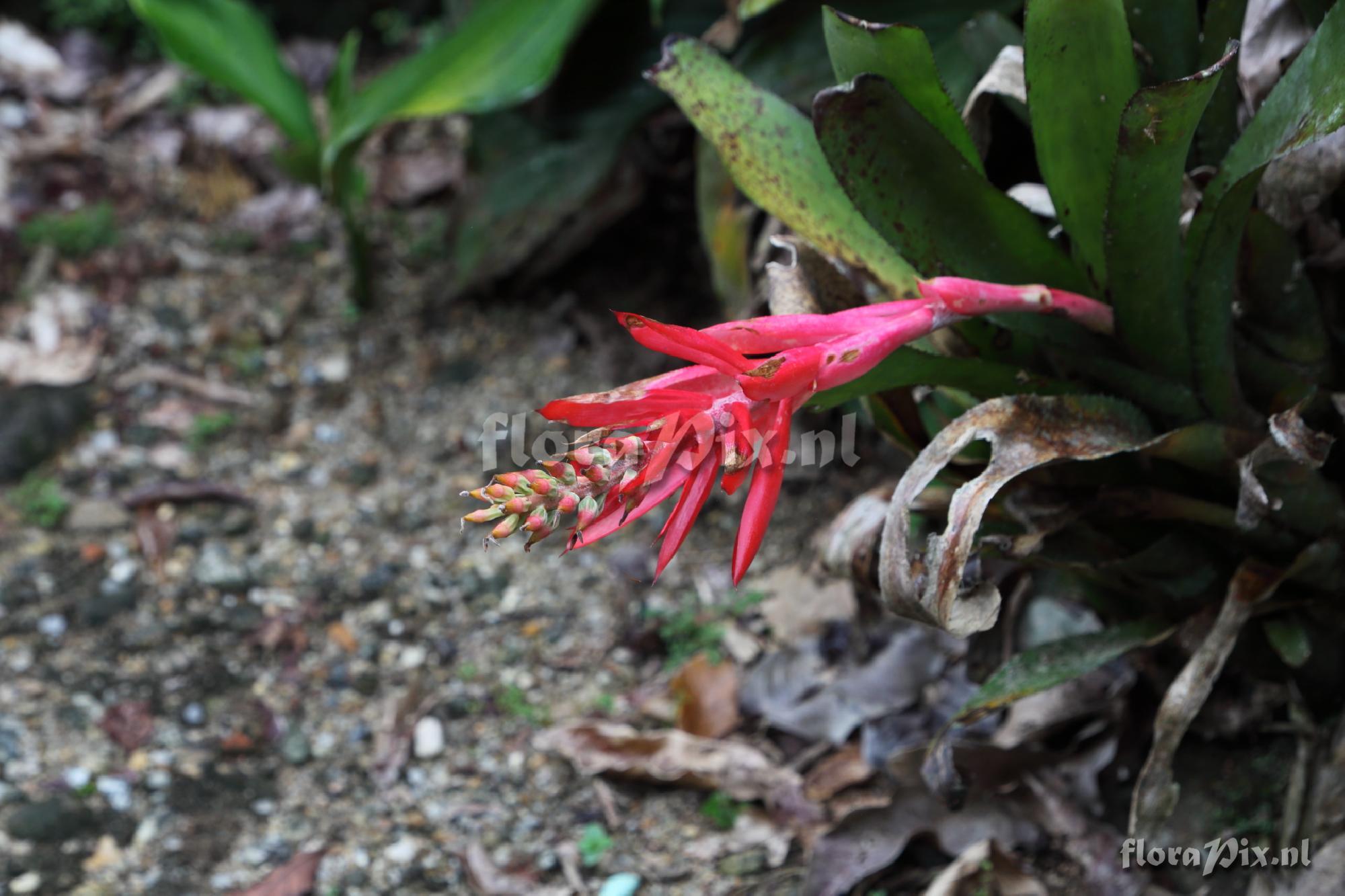 Aechmea nudicaulis