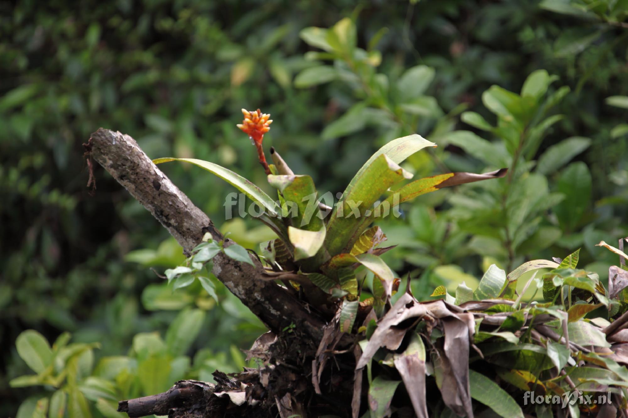 Guzmania musaica