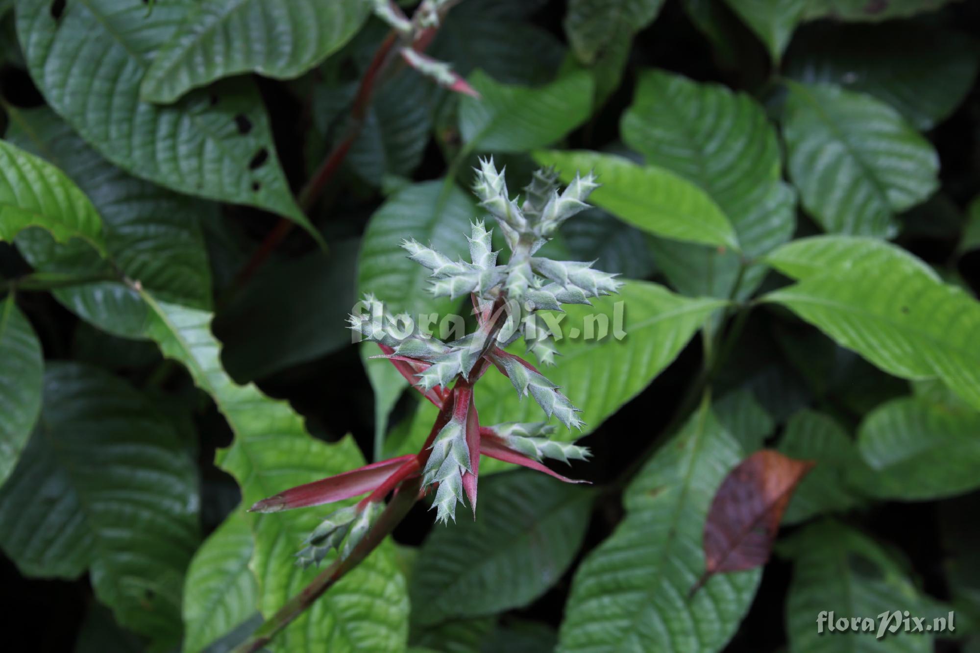 Aechmea pubescens