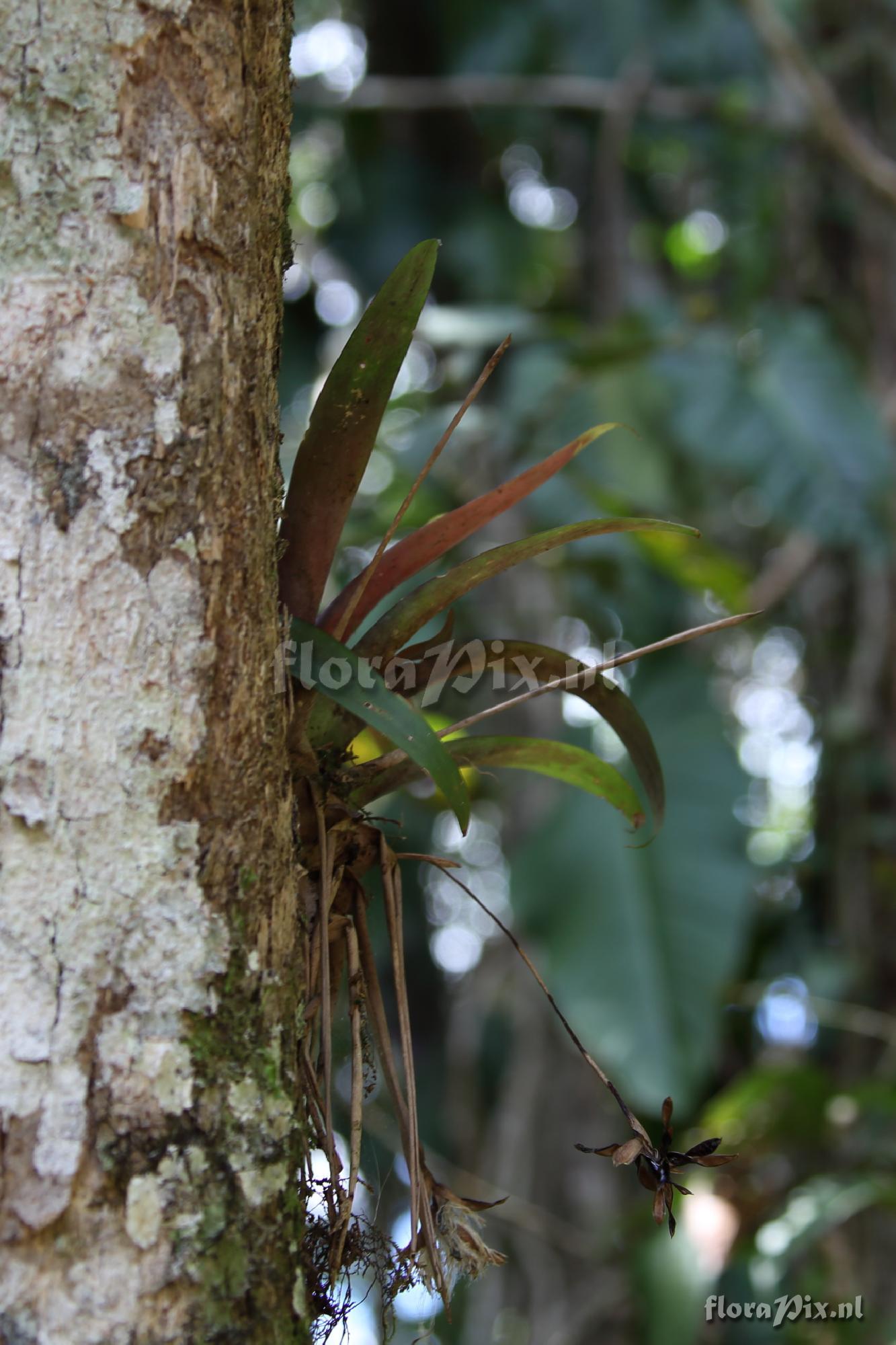 Tillandsia complanata