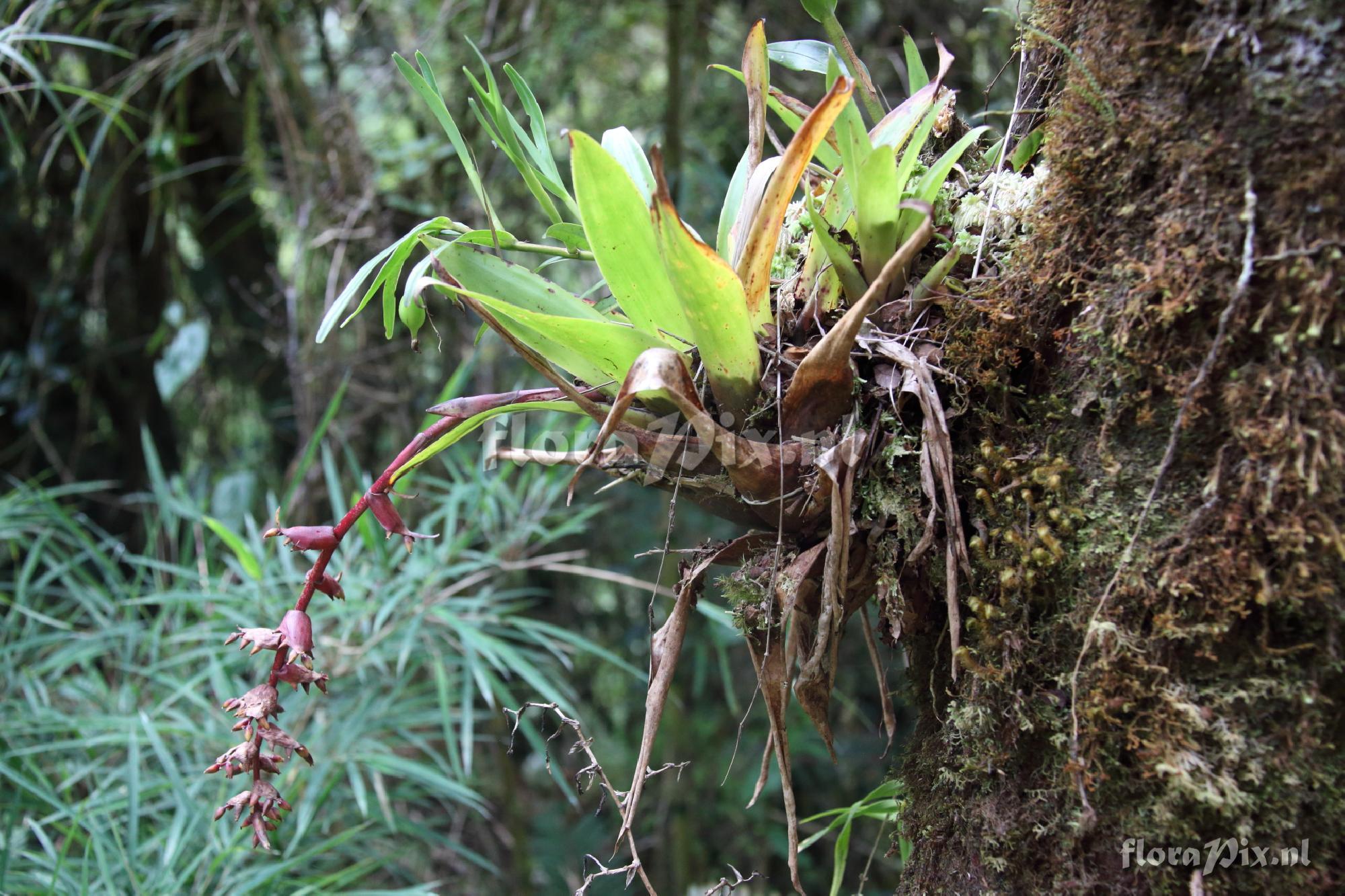 Racinaea cf. tetranta