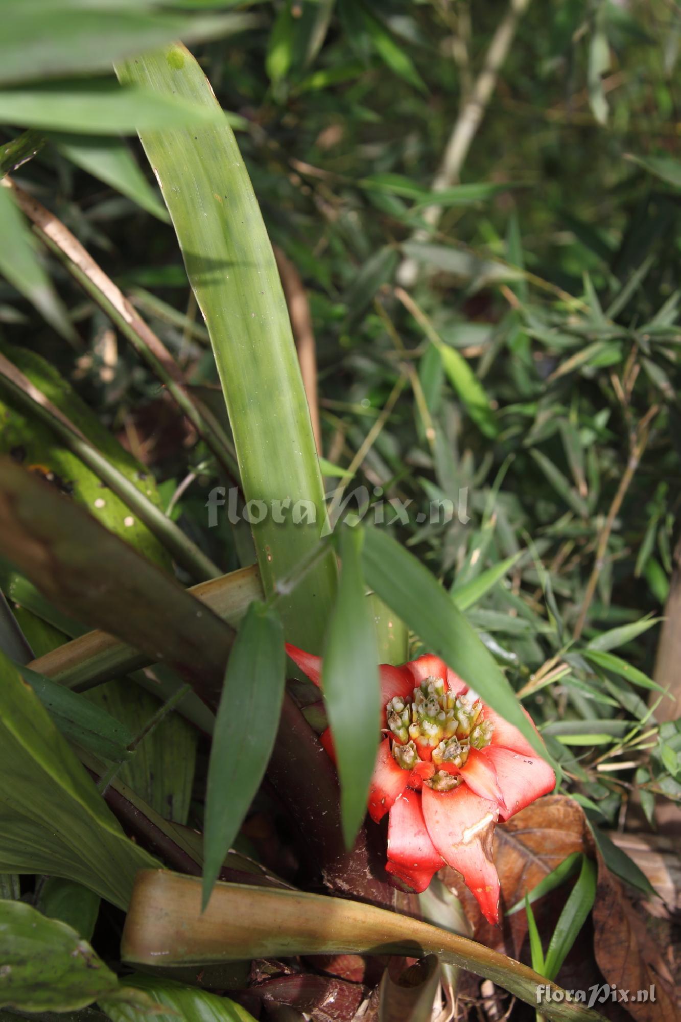 Guzmania conglomerata