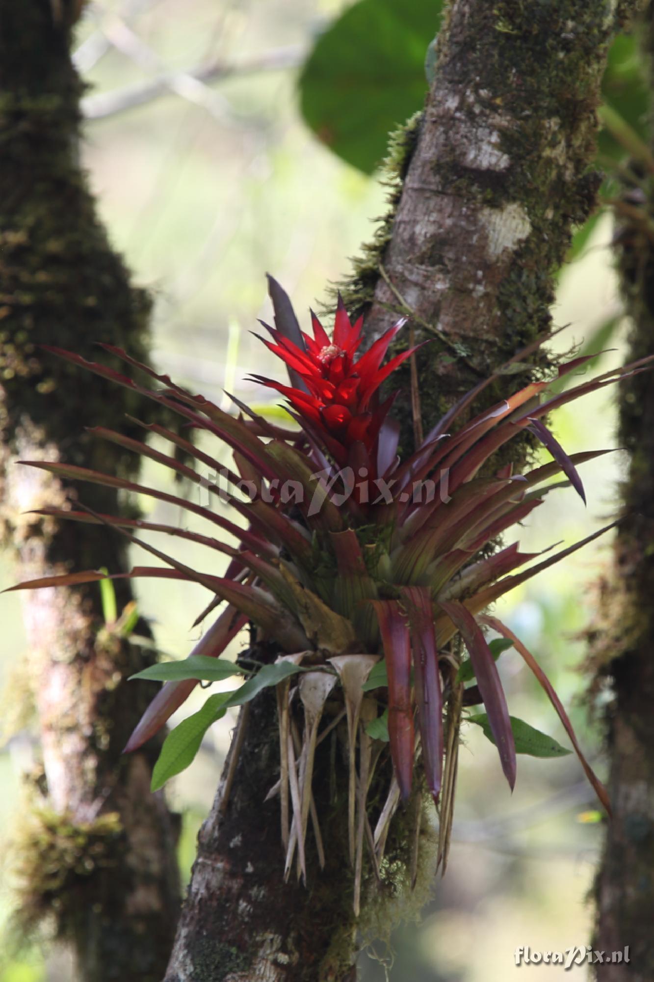 Guzmania ligulata