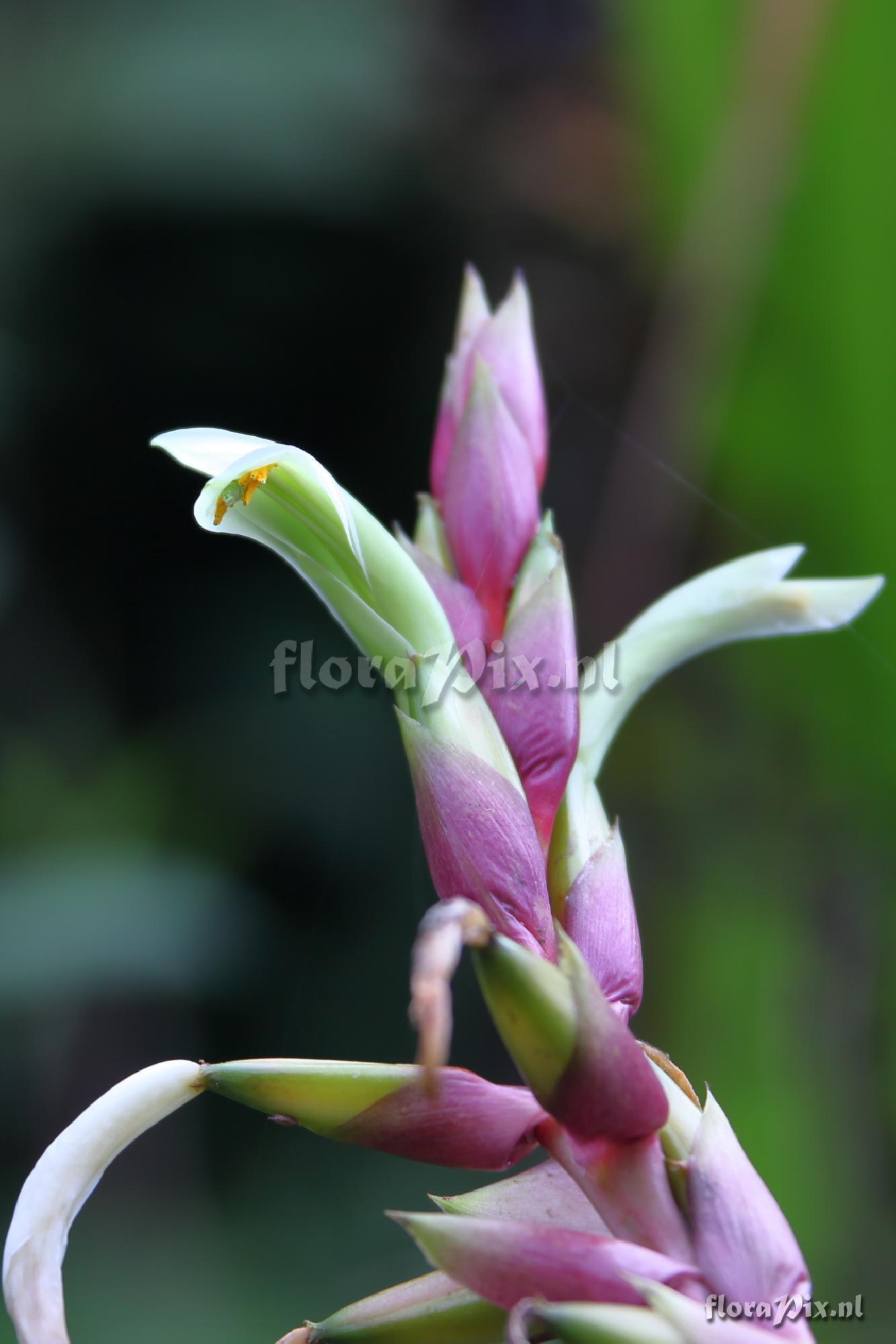 Pitcairnia maidifolia