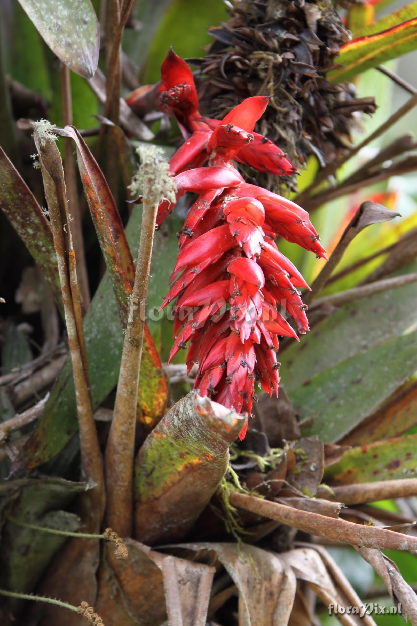 Tillandsia humboldtii  