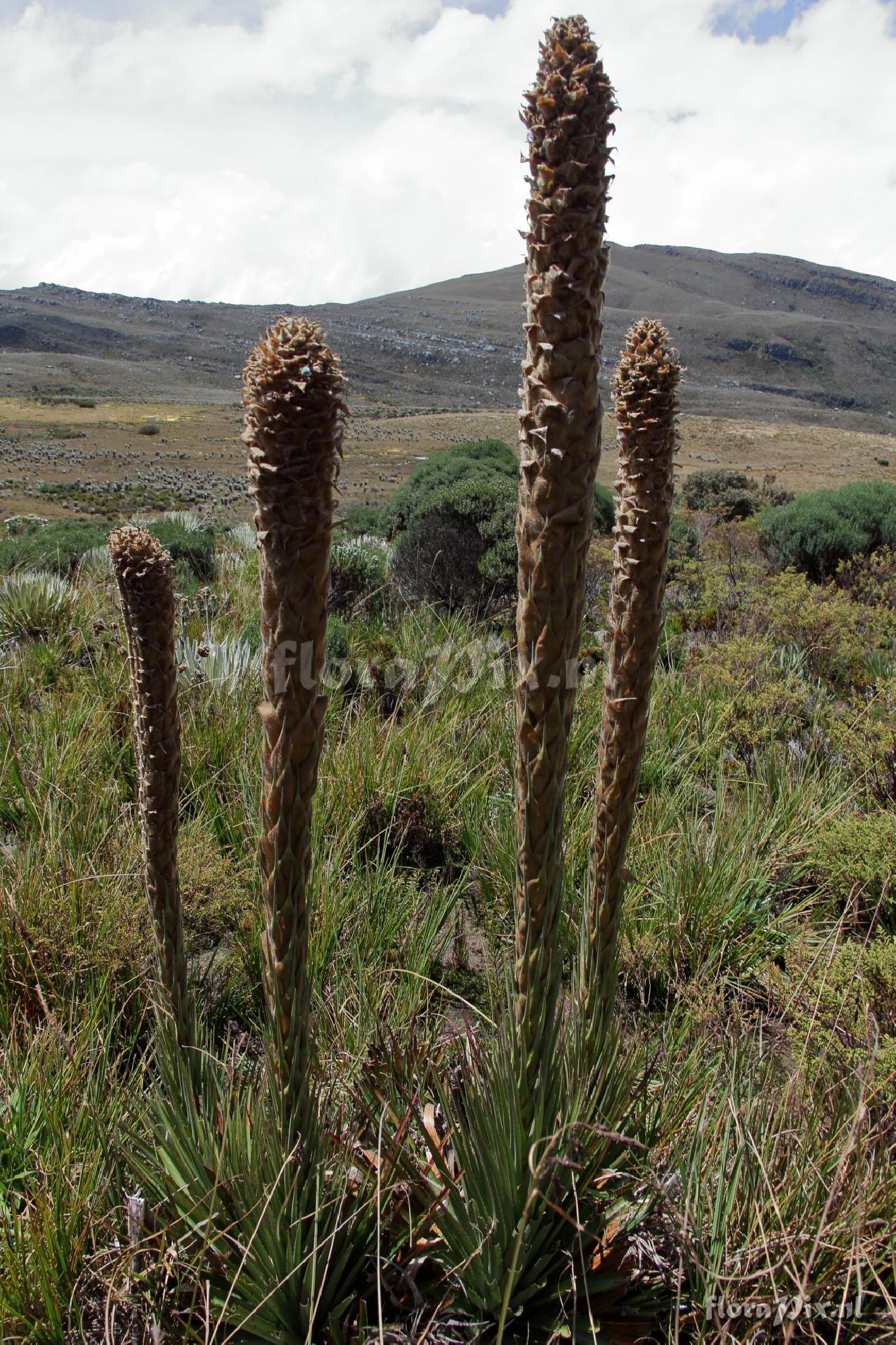 Puya sp.