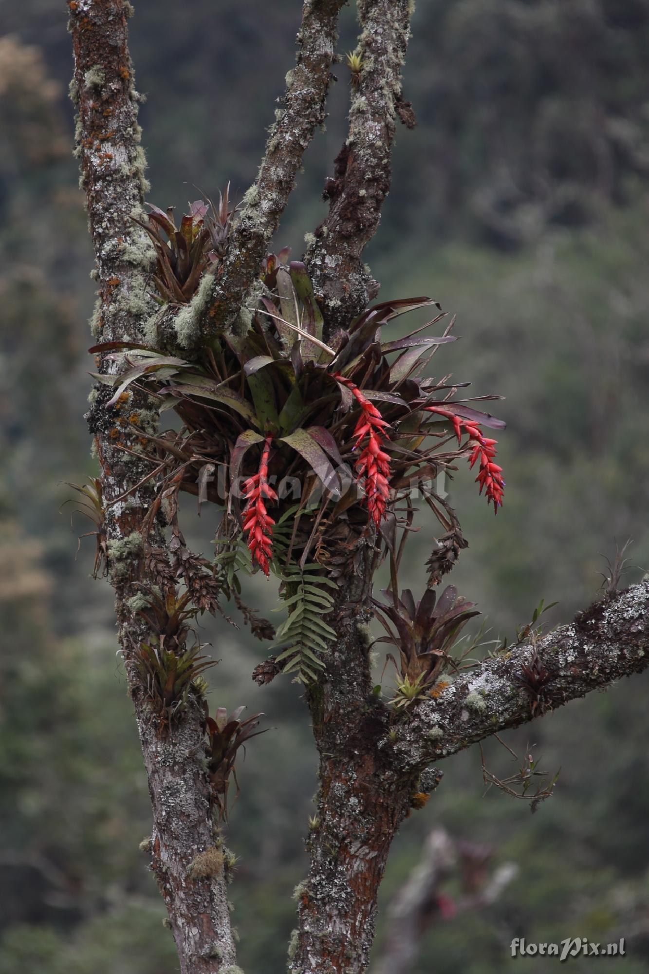 Tillandsia humboldtii