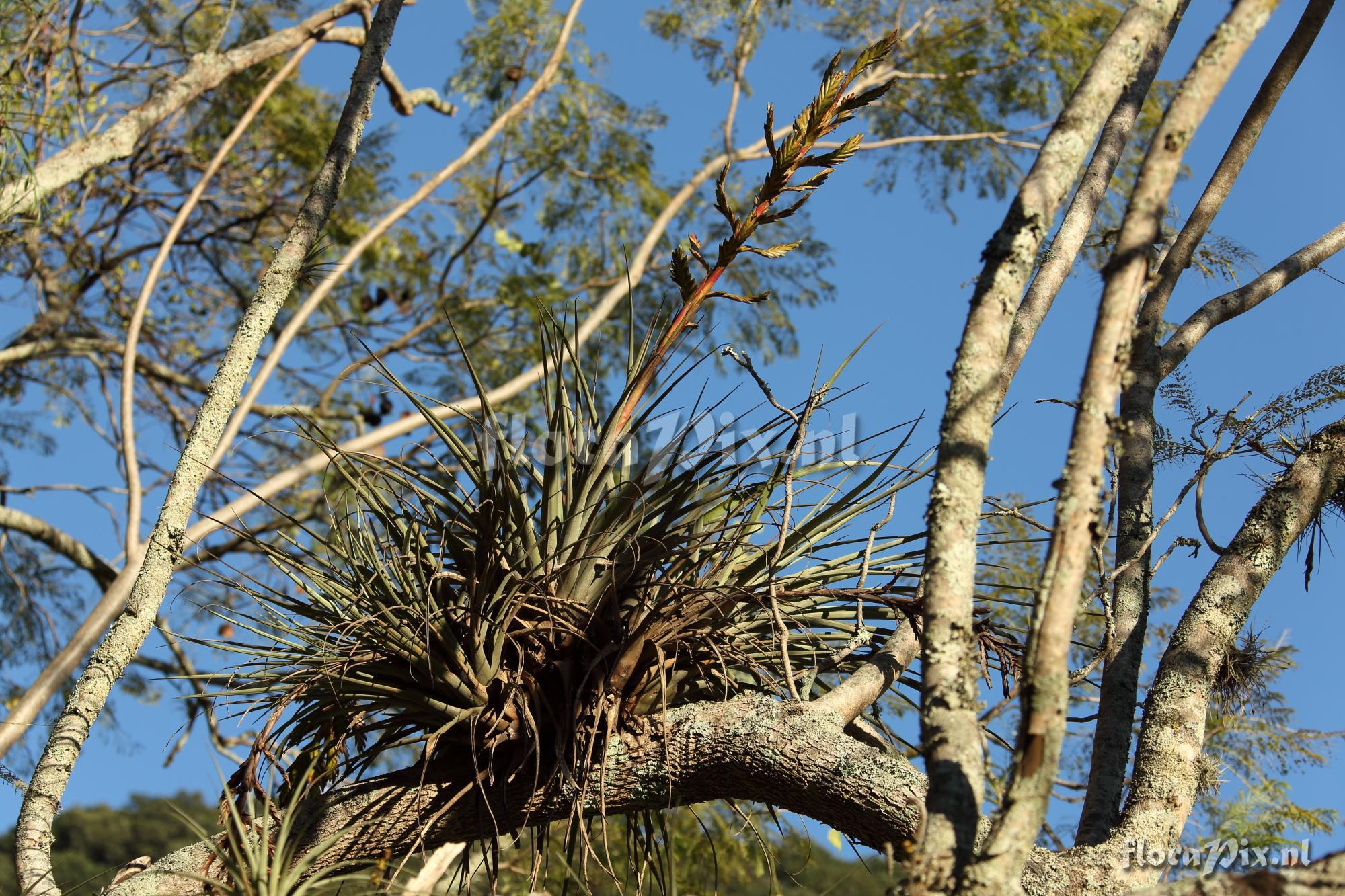 Tillandsia cf. rodrigueziana