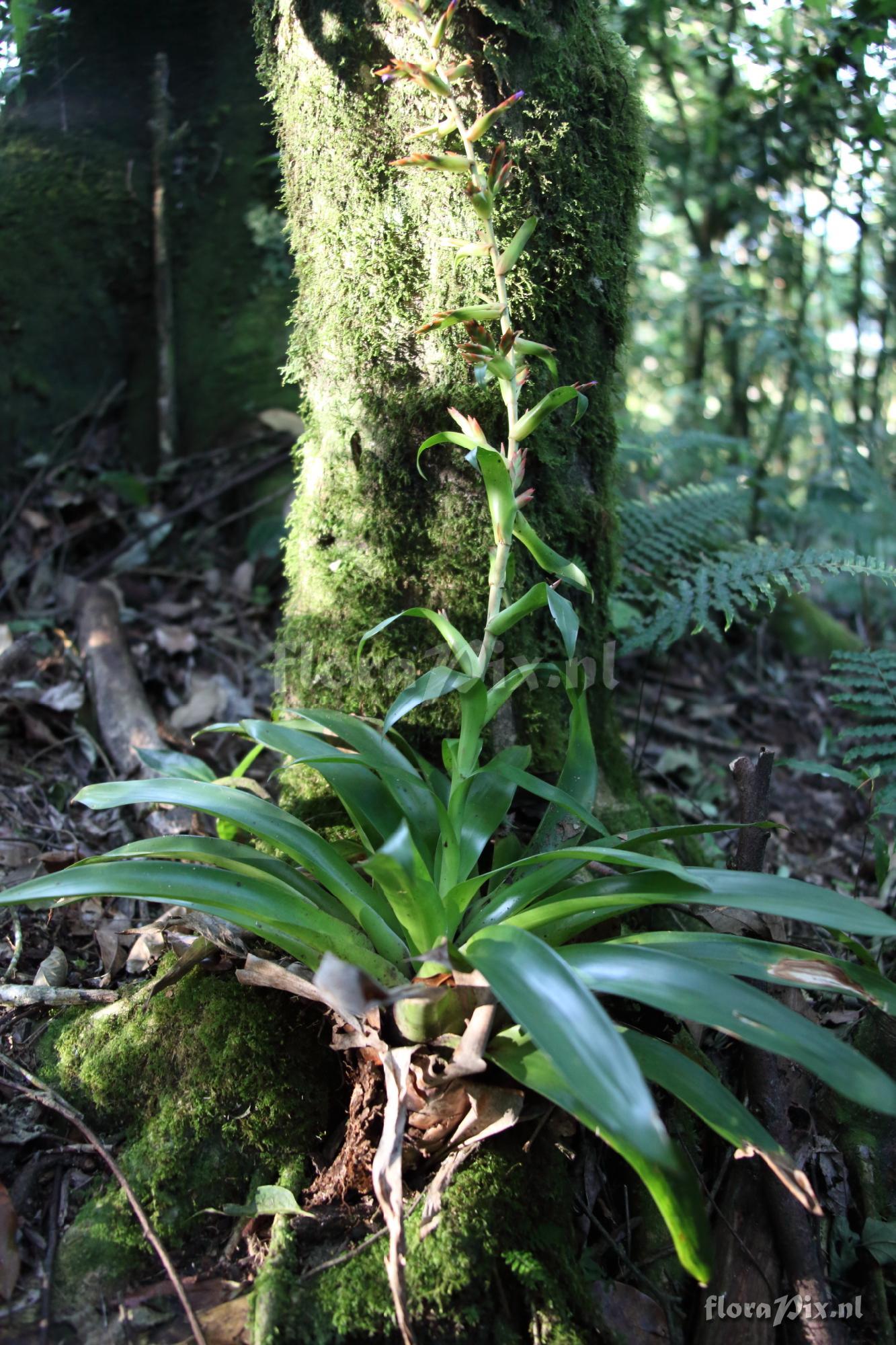 Tillandsia guatemalensis