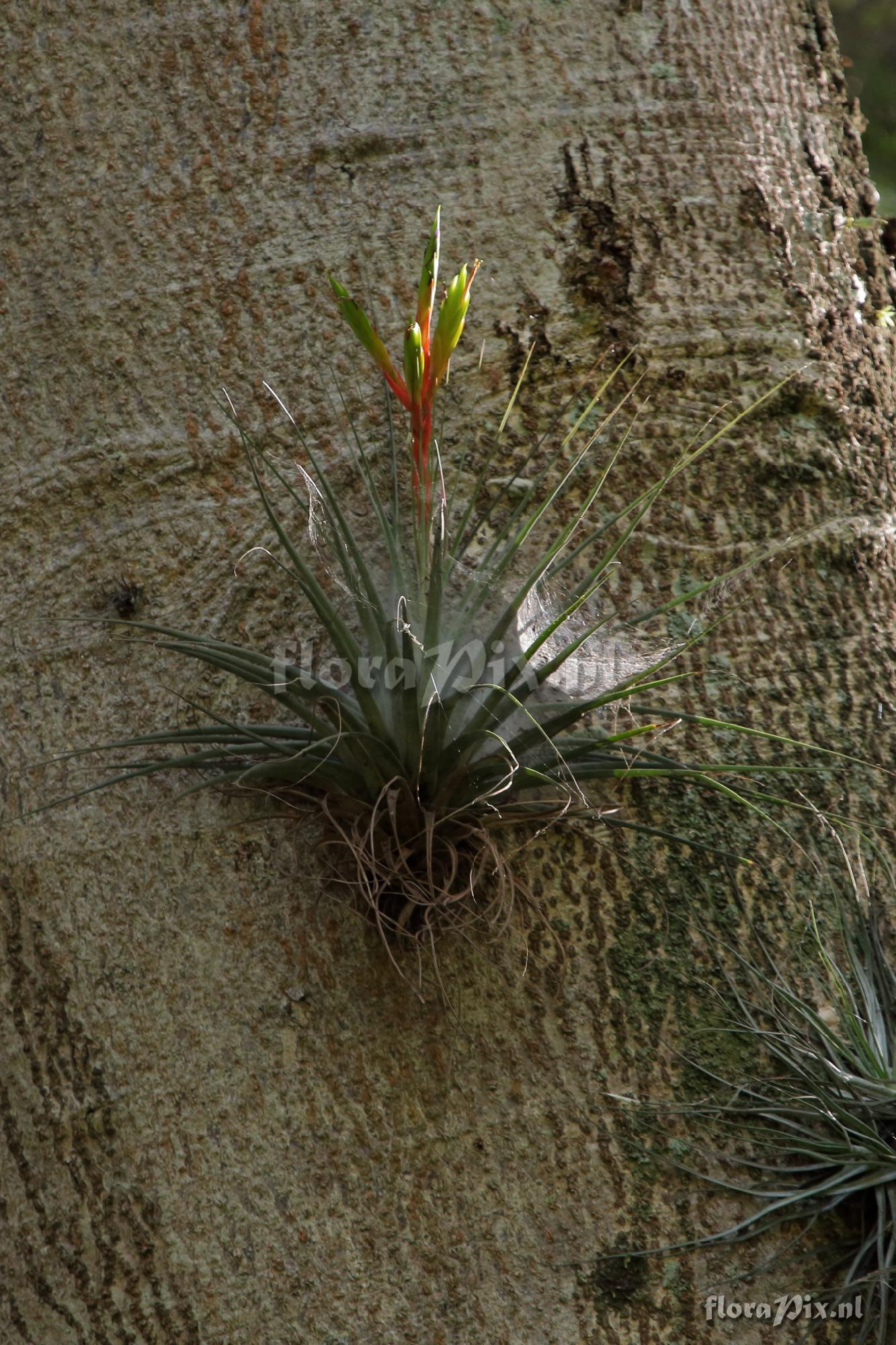 Tillandsia fasciculata