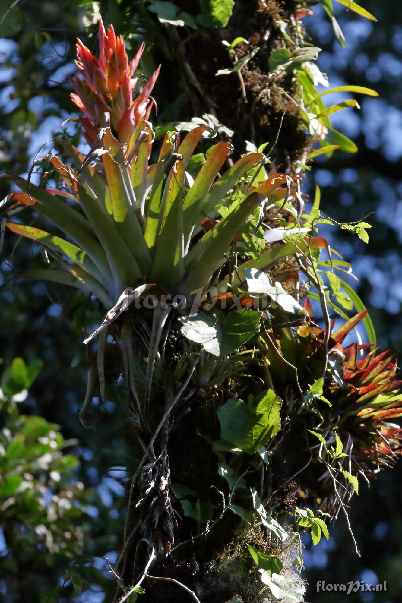 Tillandsia ponderosa 