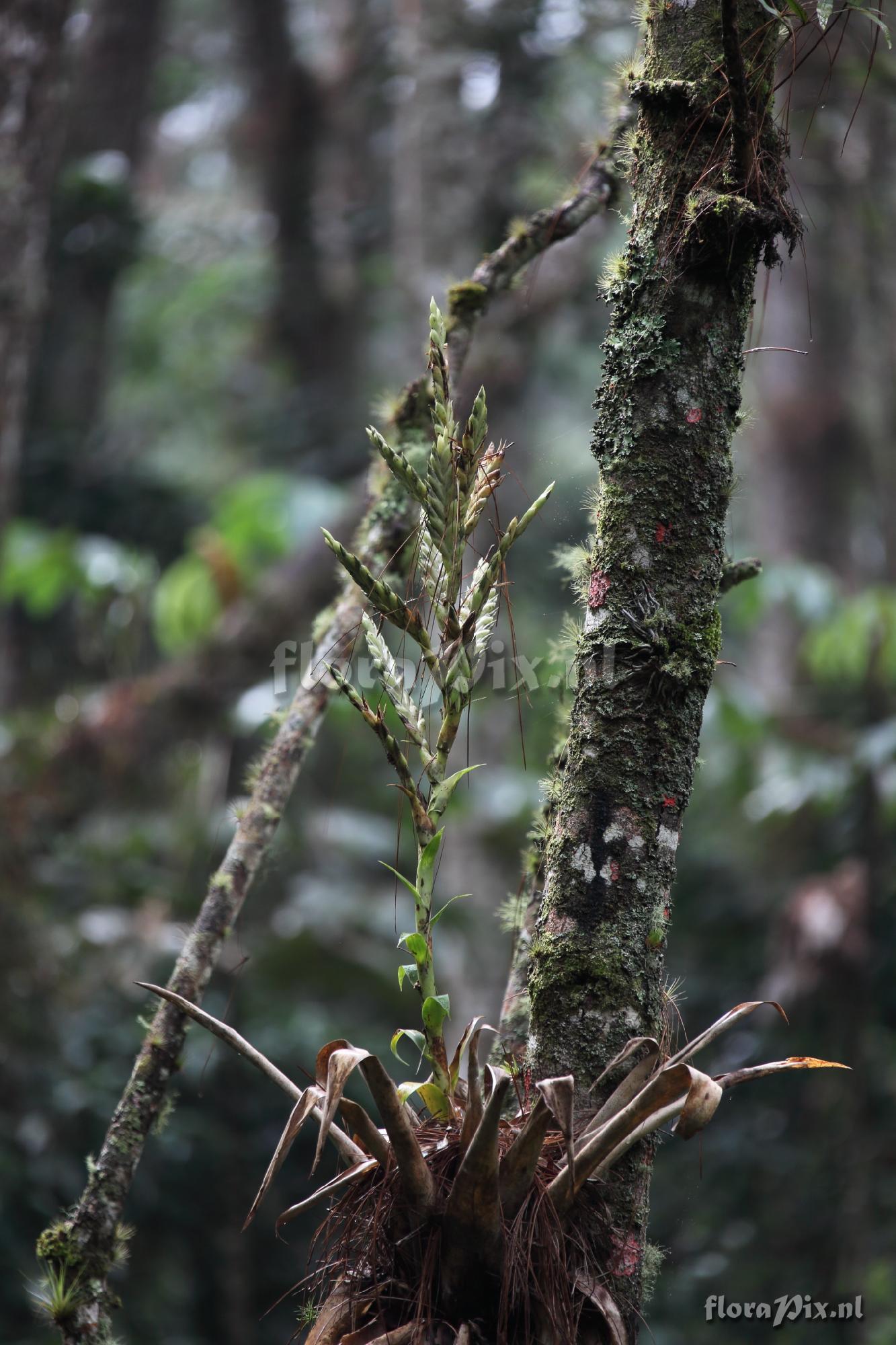 Tillandsia cf. lucida