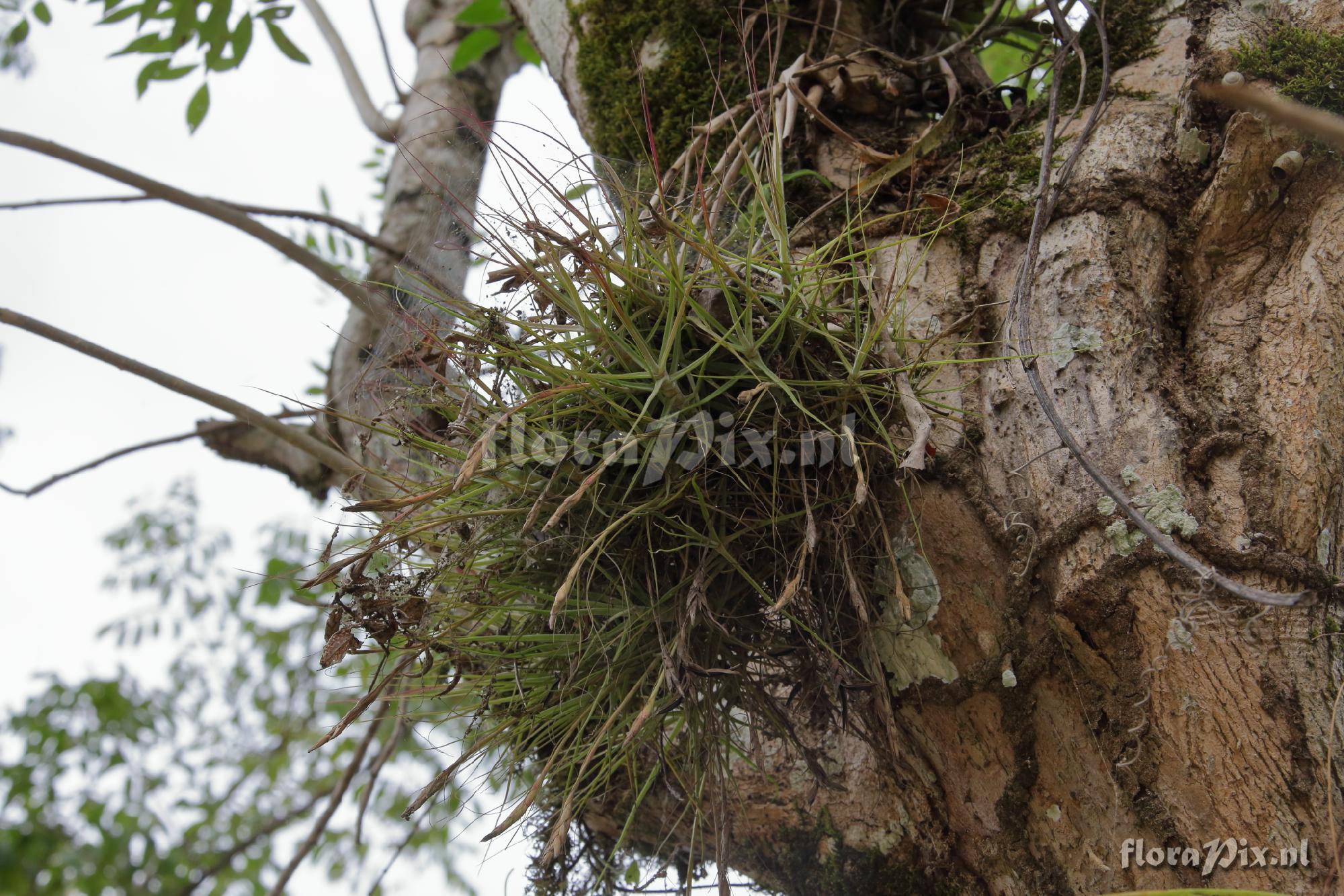 Tillandsia schiedeana