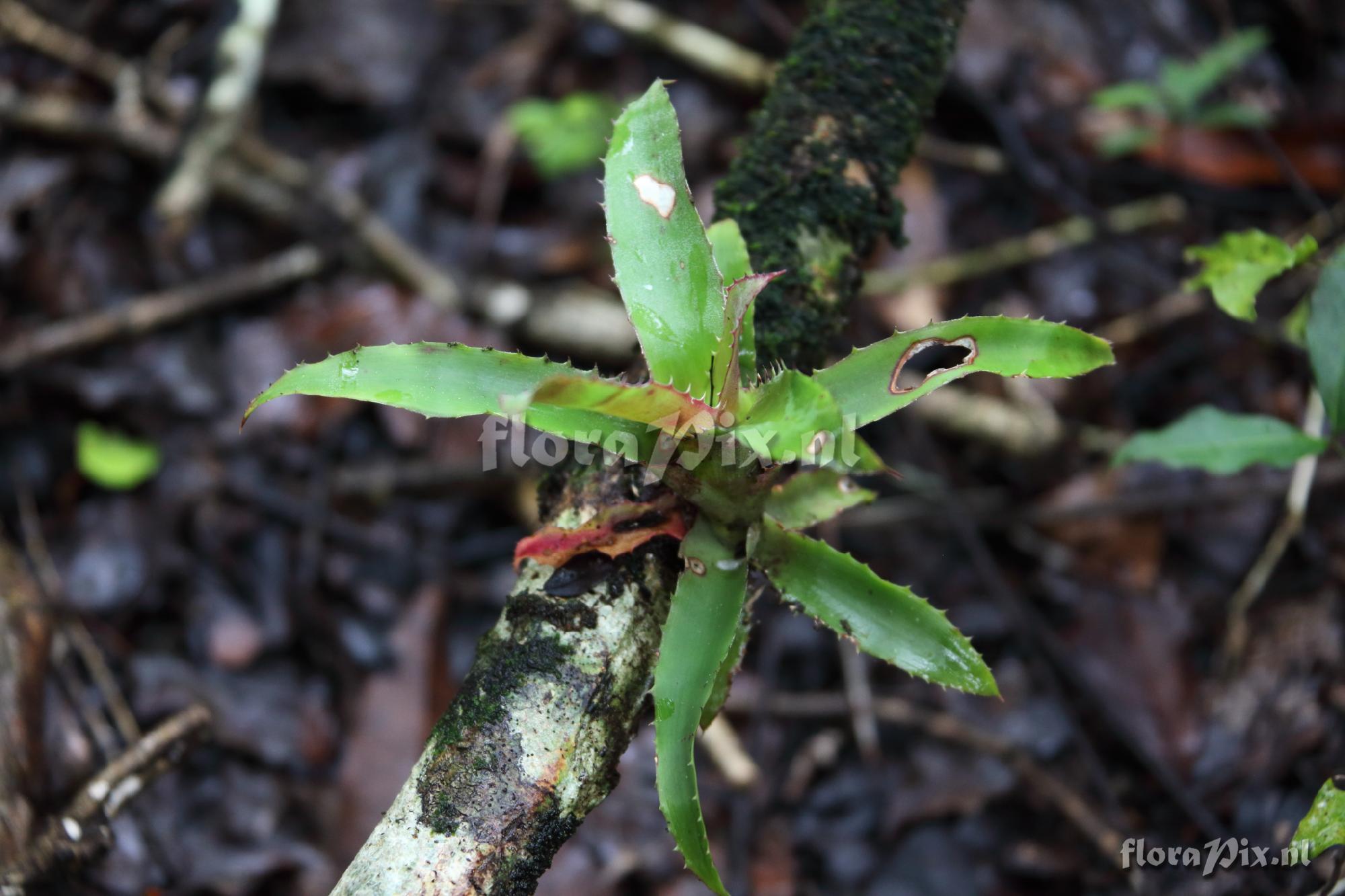 Aechmea seedling