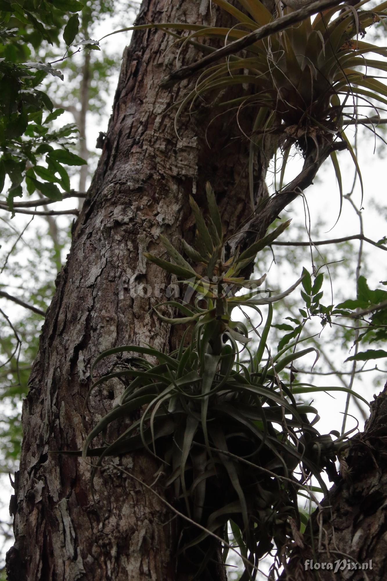 Tillandsia streptophylla