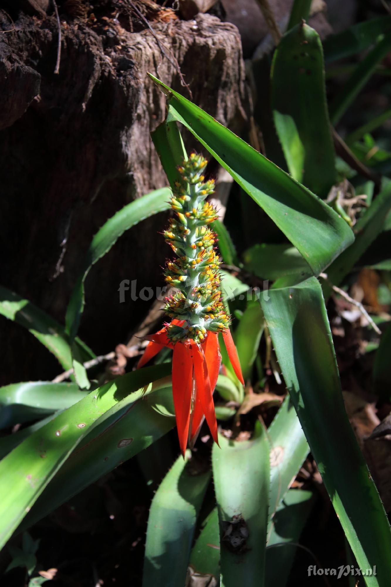 Aechmea mertensii