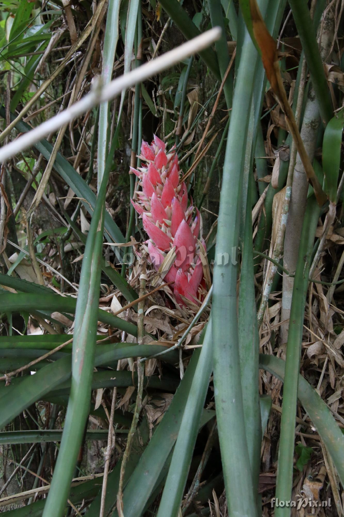 Aechmea vallerandii