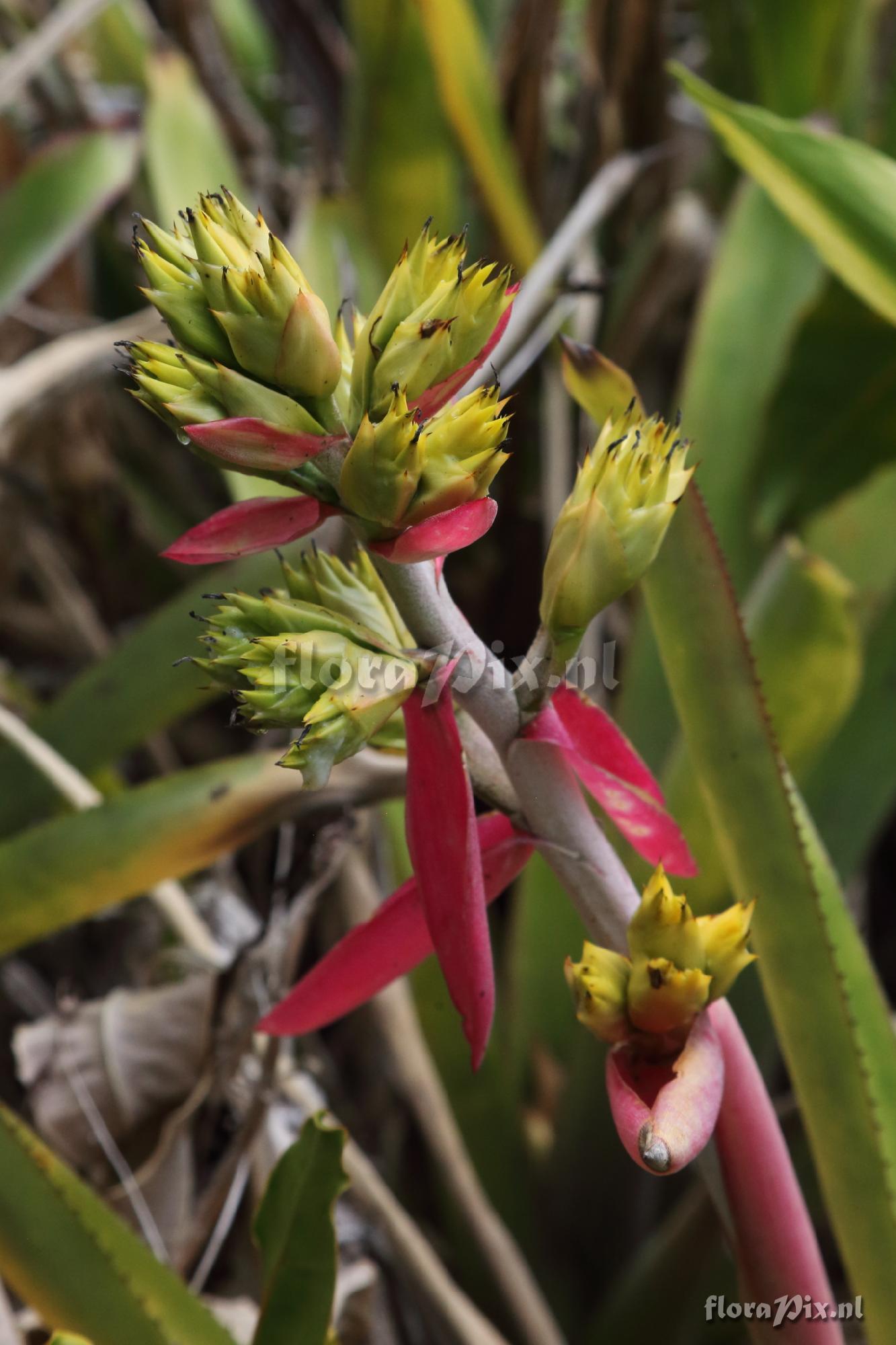 Aechmea aquilega